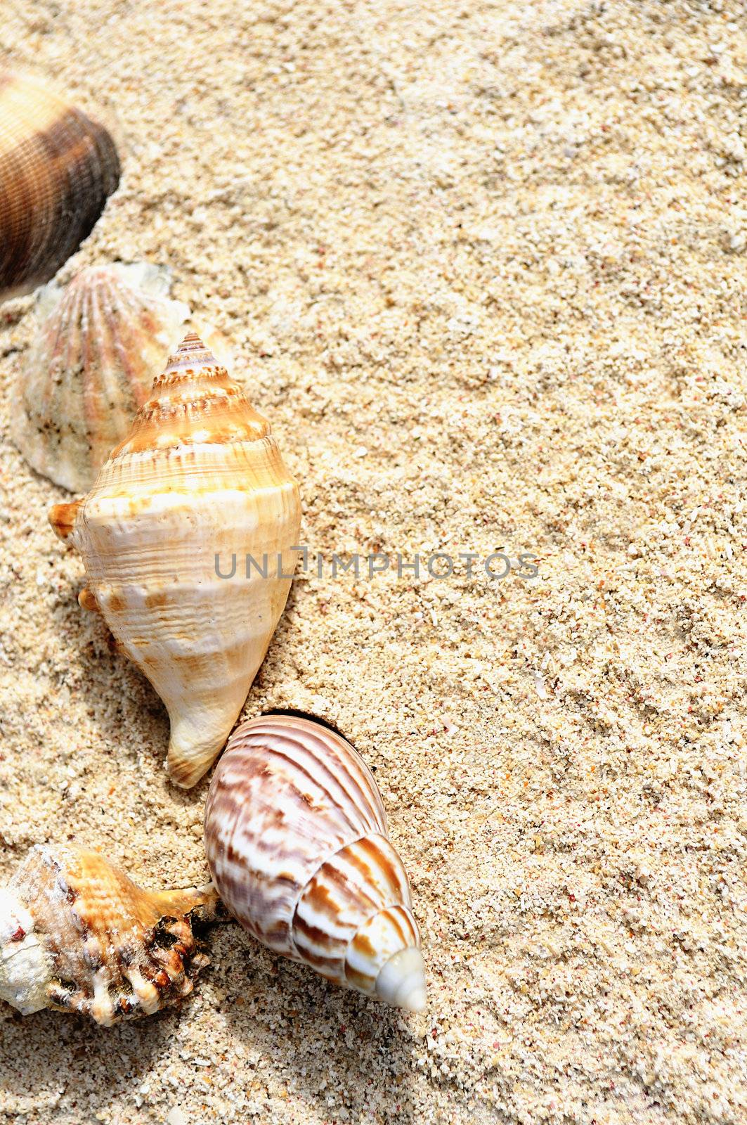 Starfish on the Beach by ventdusud