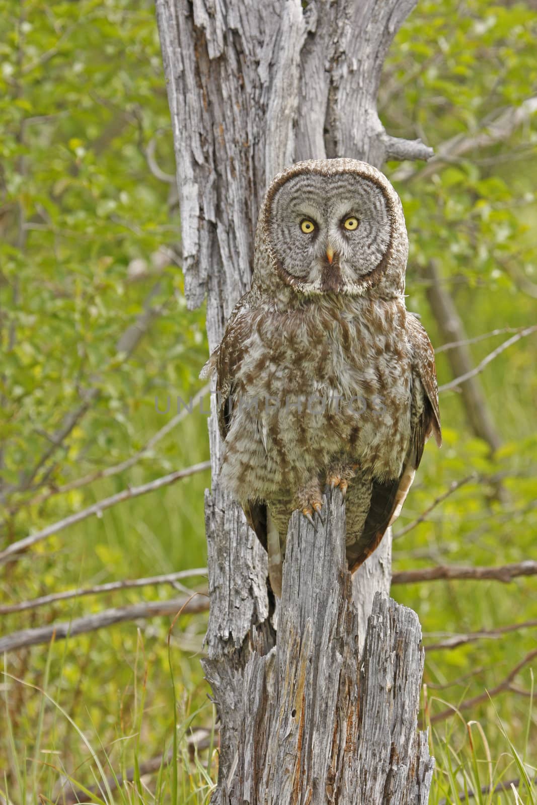 Great Gray Owl (Strix nebulosa)