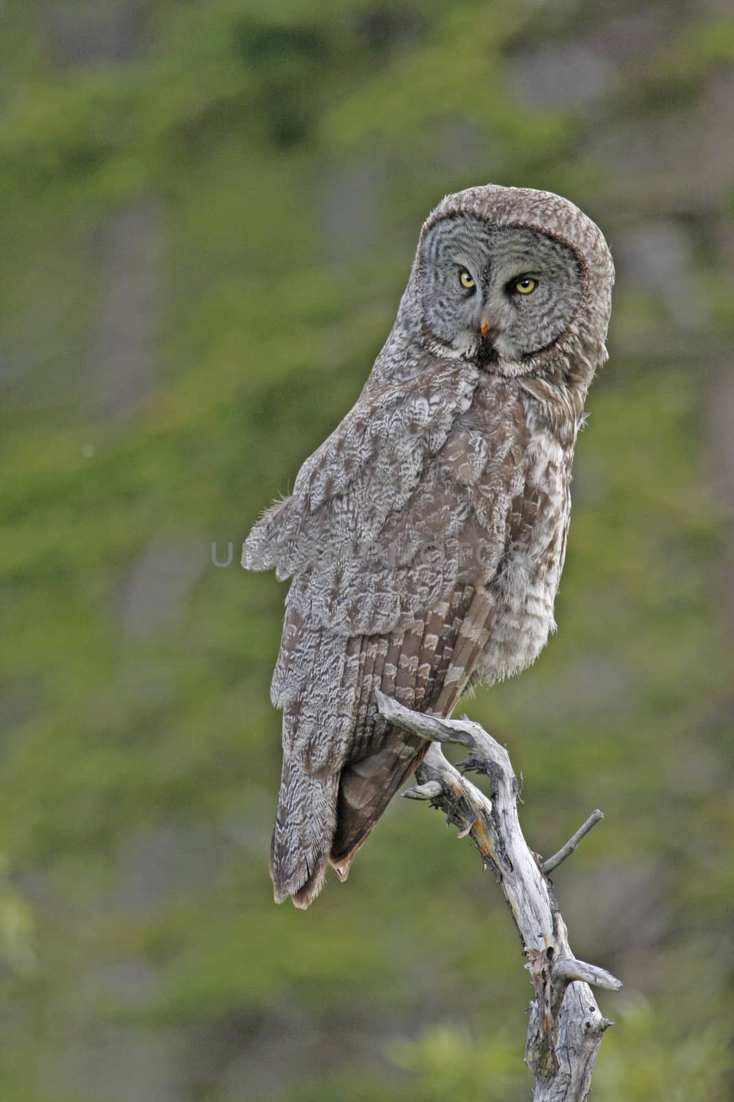 Great Gray Owl (Strix nebulosa) by donya_nedomam