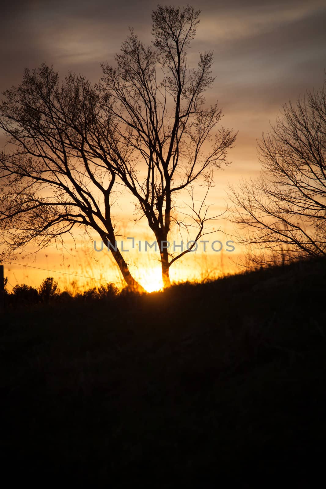 Trees in the sunset by Izaphoto