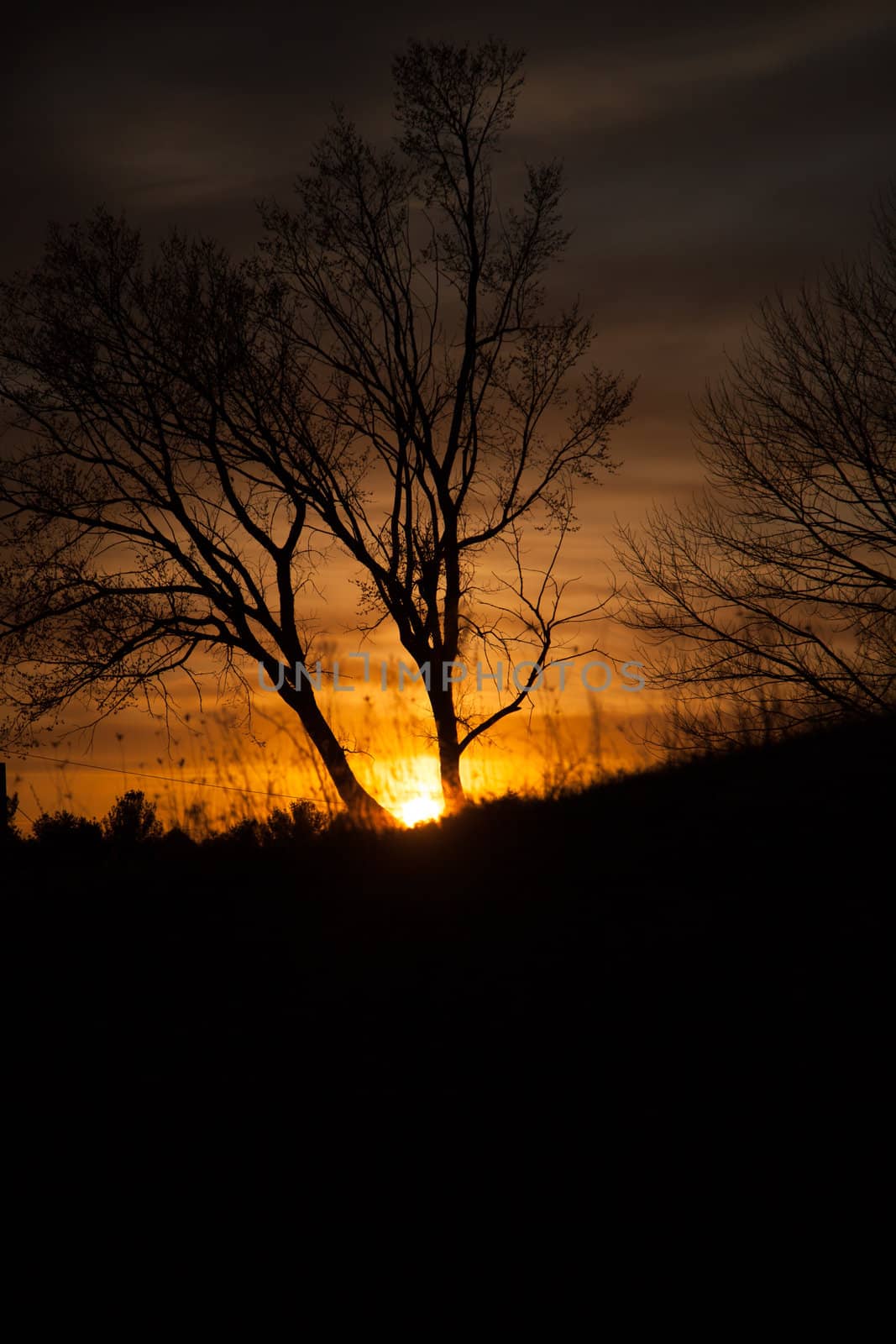 Trees in the beautiful sunset