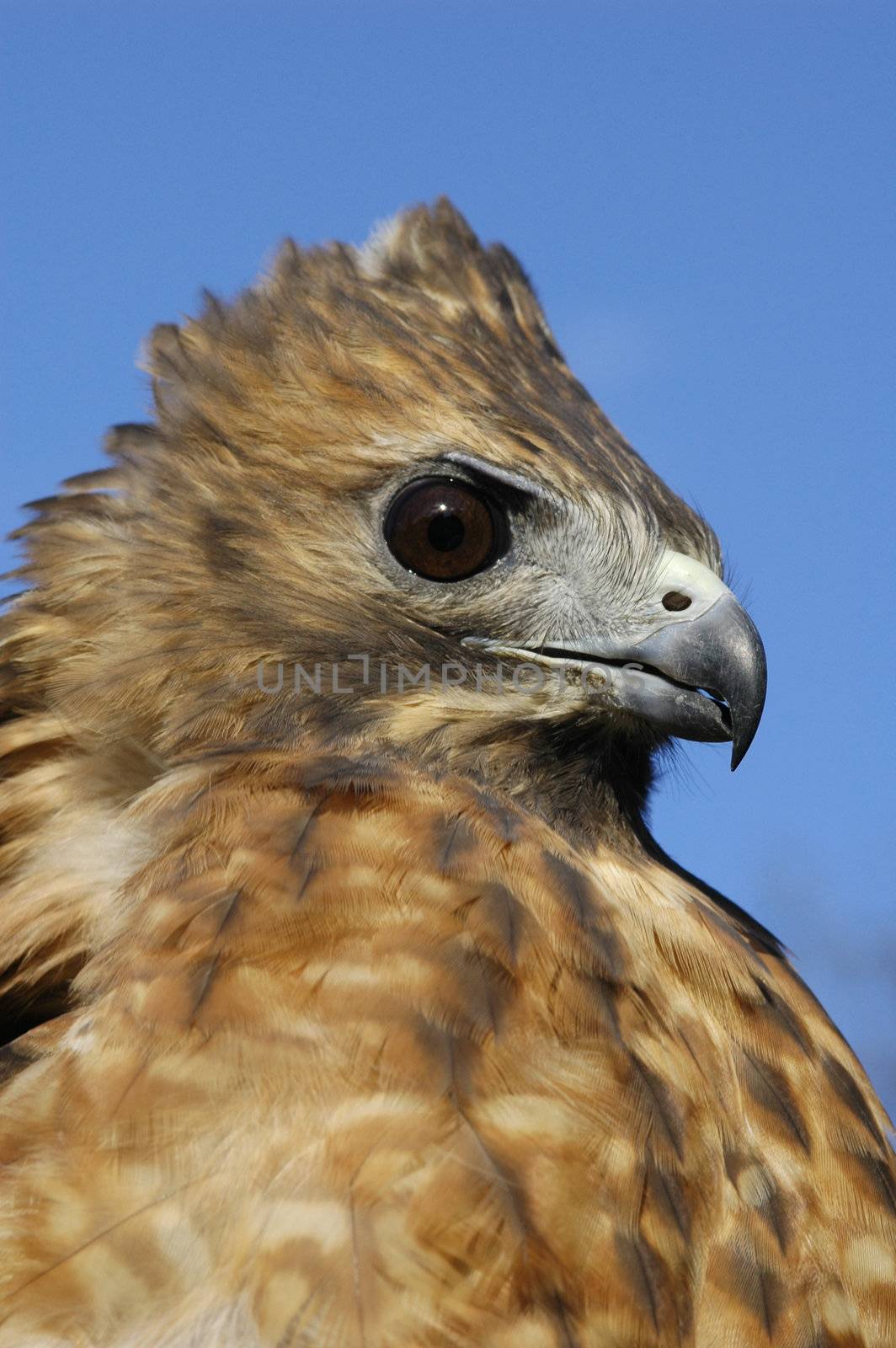 Red-tailed Hawk (Buteo jamaicensis) by donya_nedomam