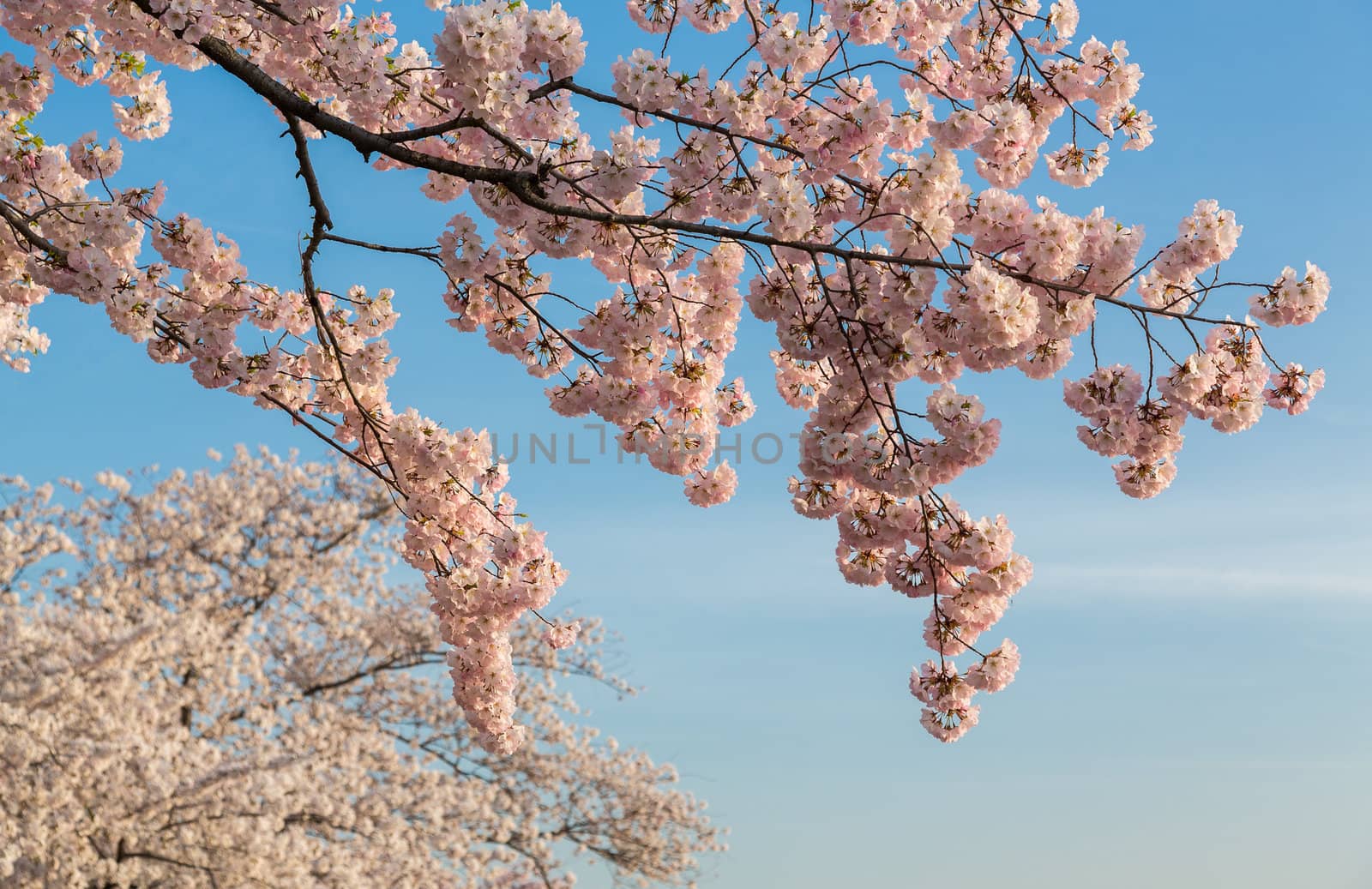 Detailed photo of a bunch of bright japanese cherry blossom flowers set against a blue sky background to give warm floral image