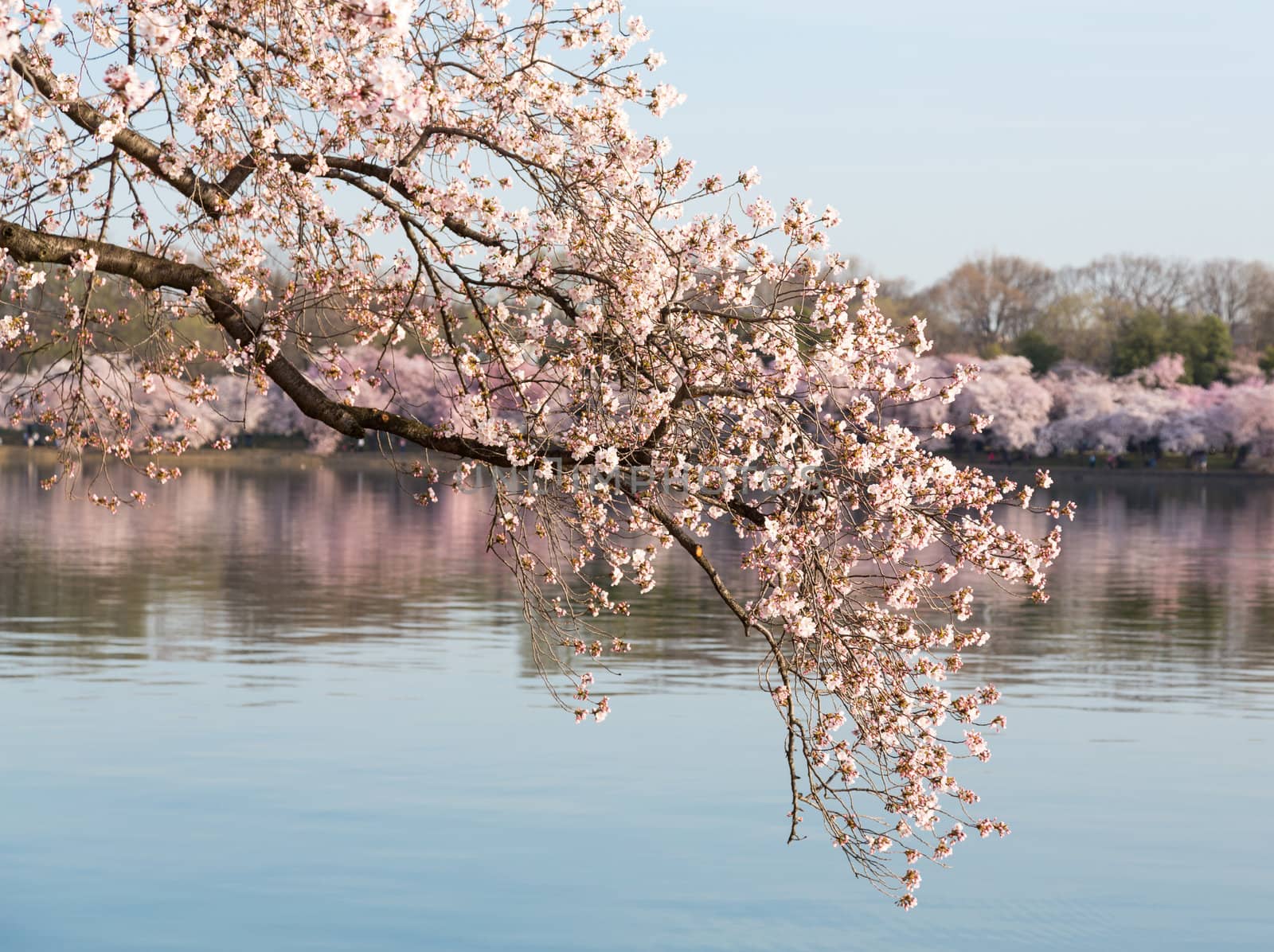 Detailed photo of a bunch of bright japanese cherry blossom flowers set against a defocused pink background of tidal basin in Washington DC