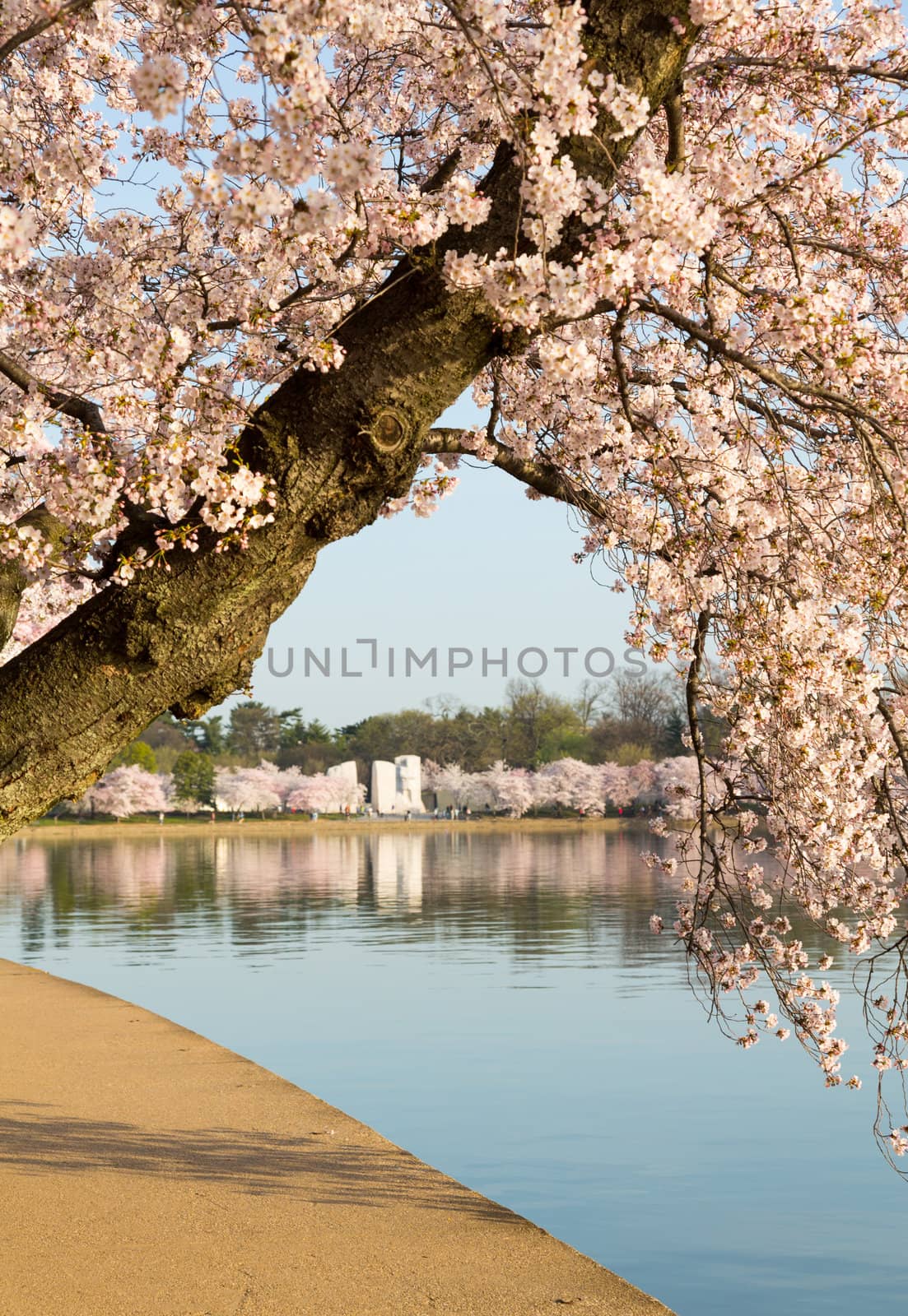 Detailed photo of a bunch of bright japanese cherry blossom flowers by path around tidal basin in Washington DC