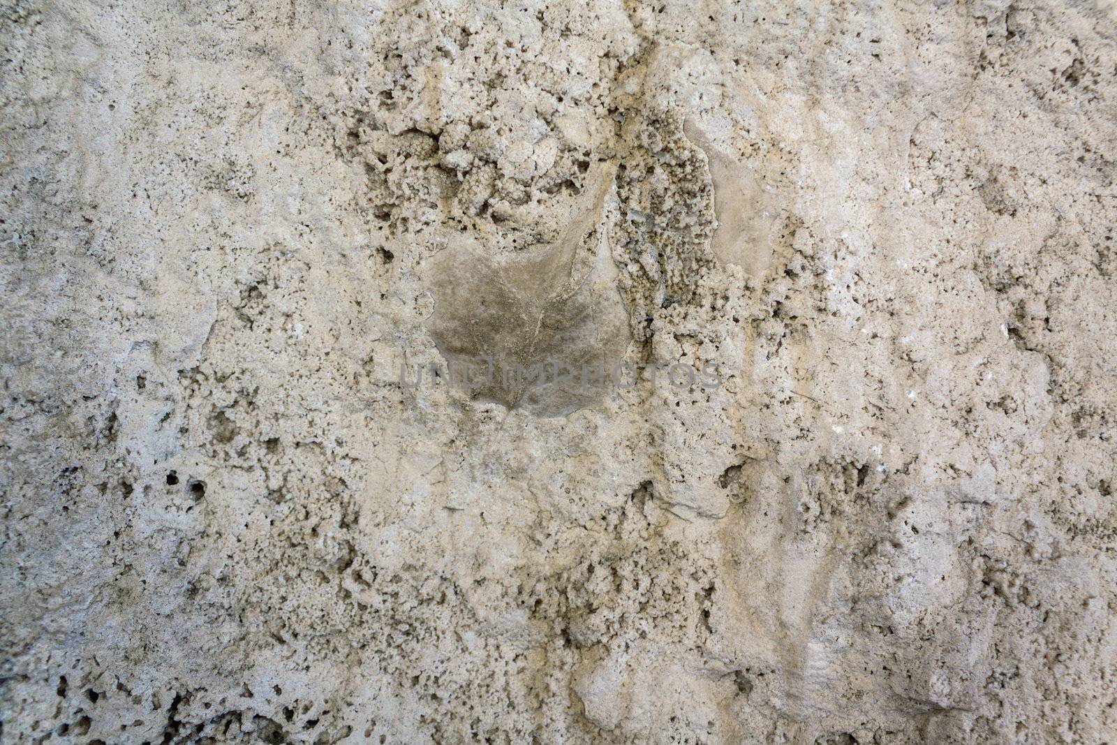 The Imprint leaf on cement floor background