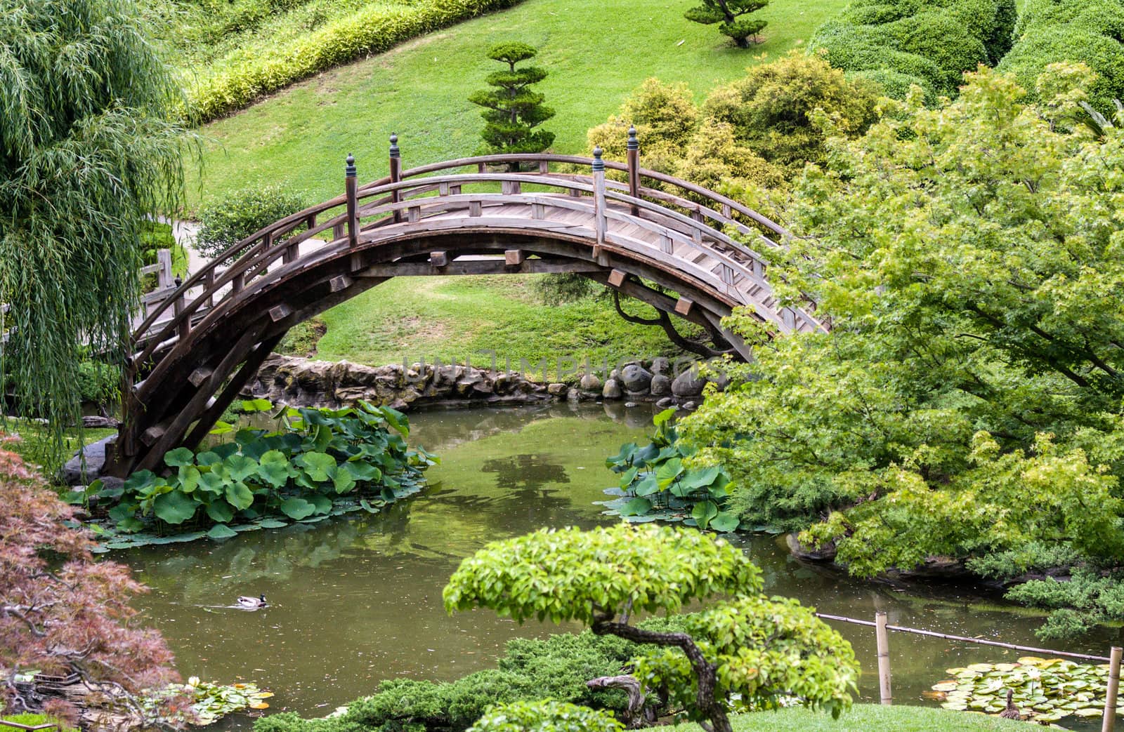 Japanese garden with a traditional bridge