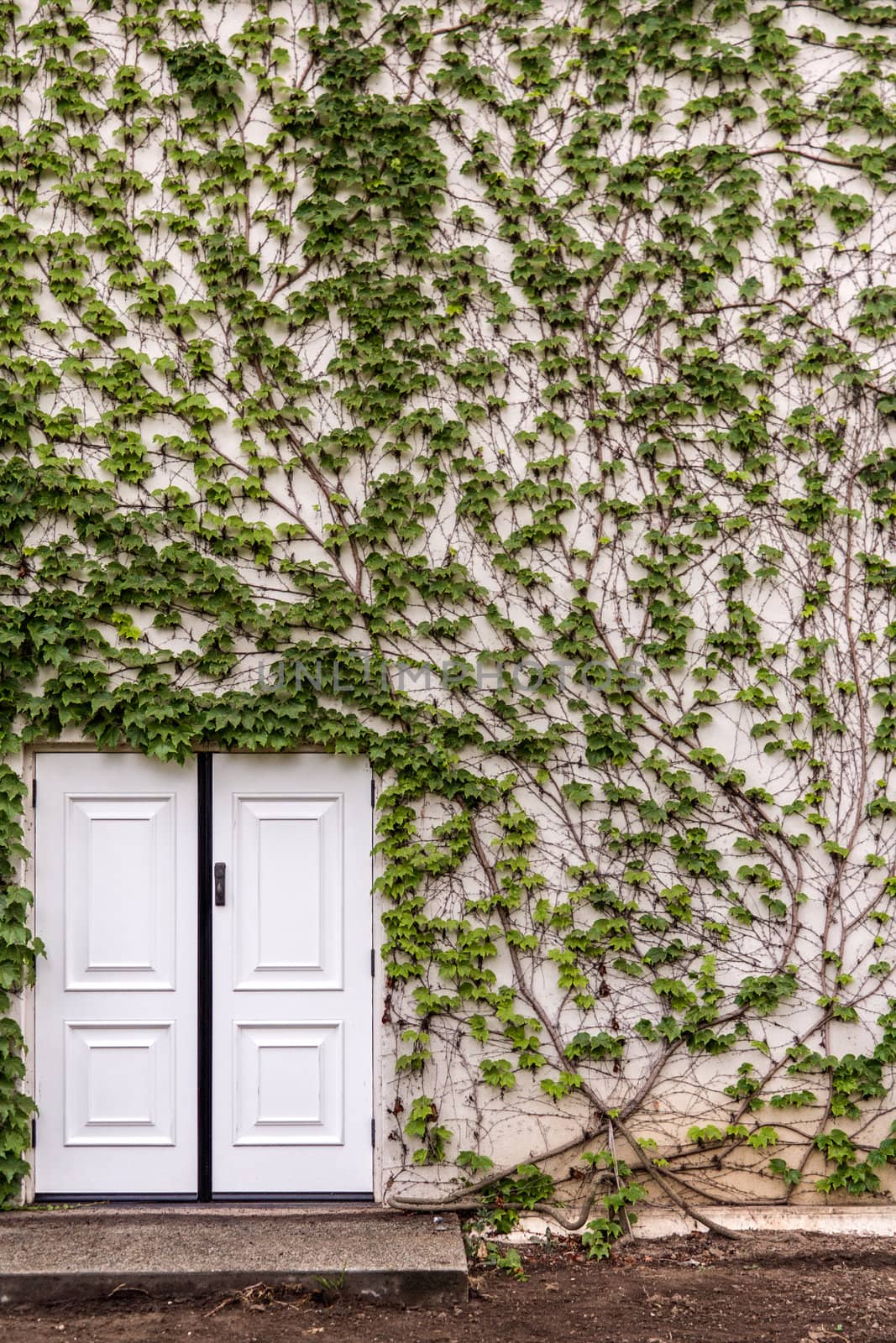 Green overgrown house and white doors by Roka
