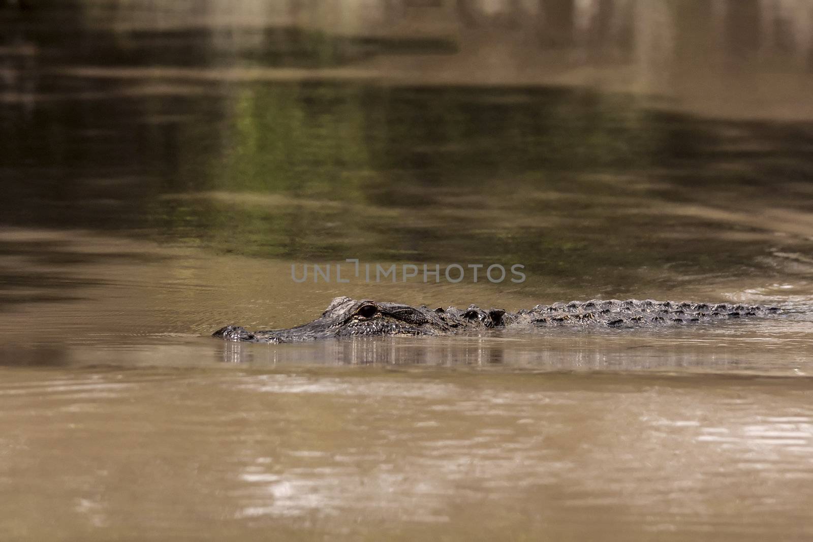 American crocodile in a water