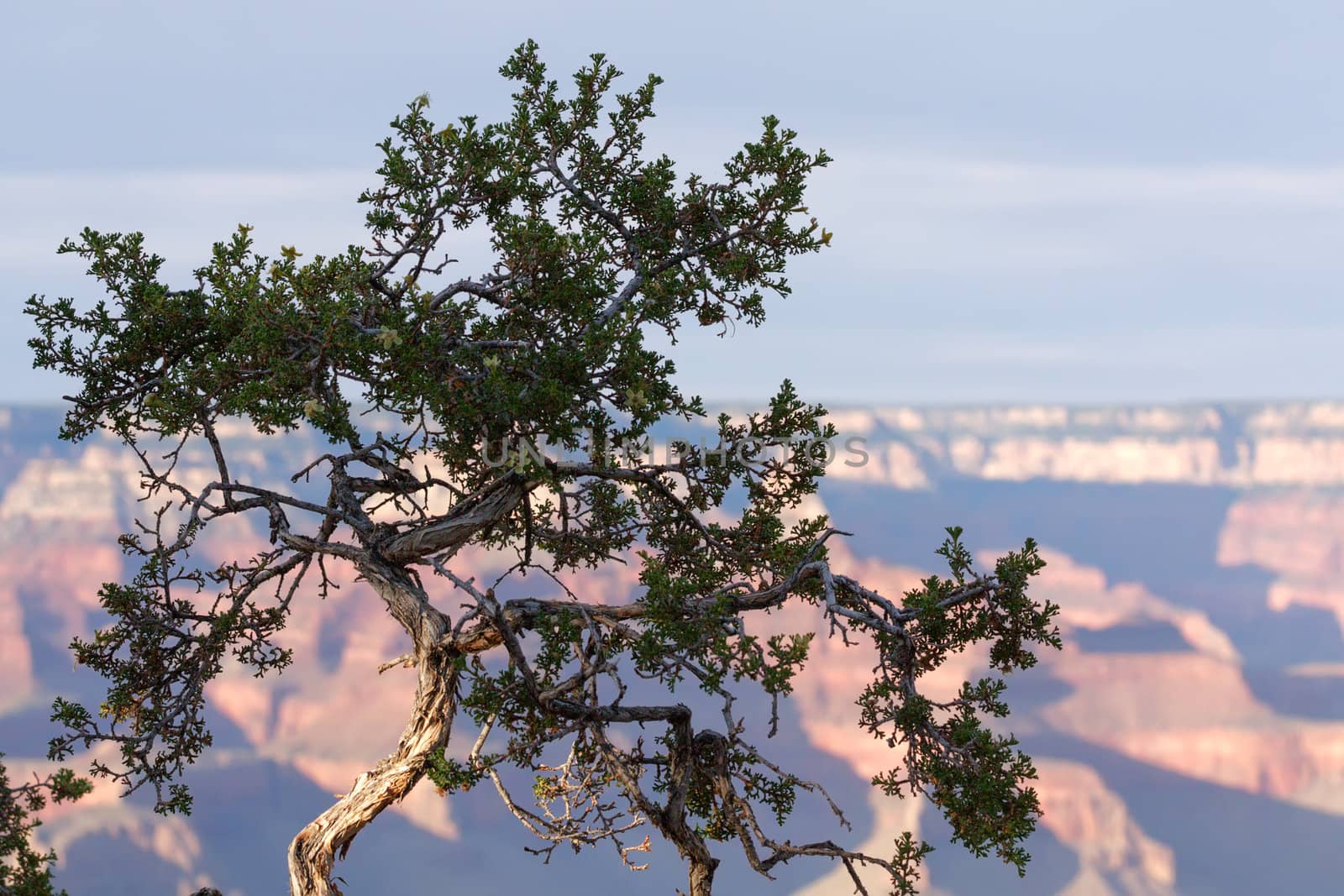 Morning landscape of Grand Canyon National Park with  tree