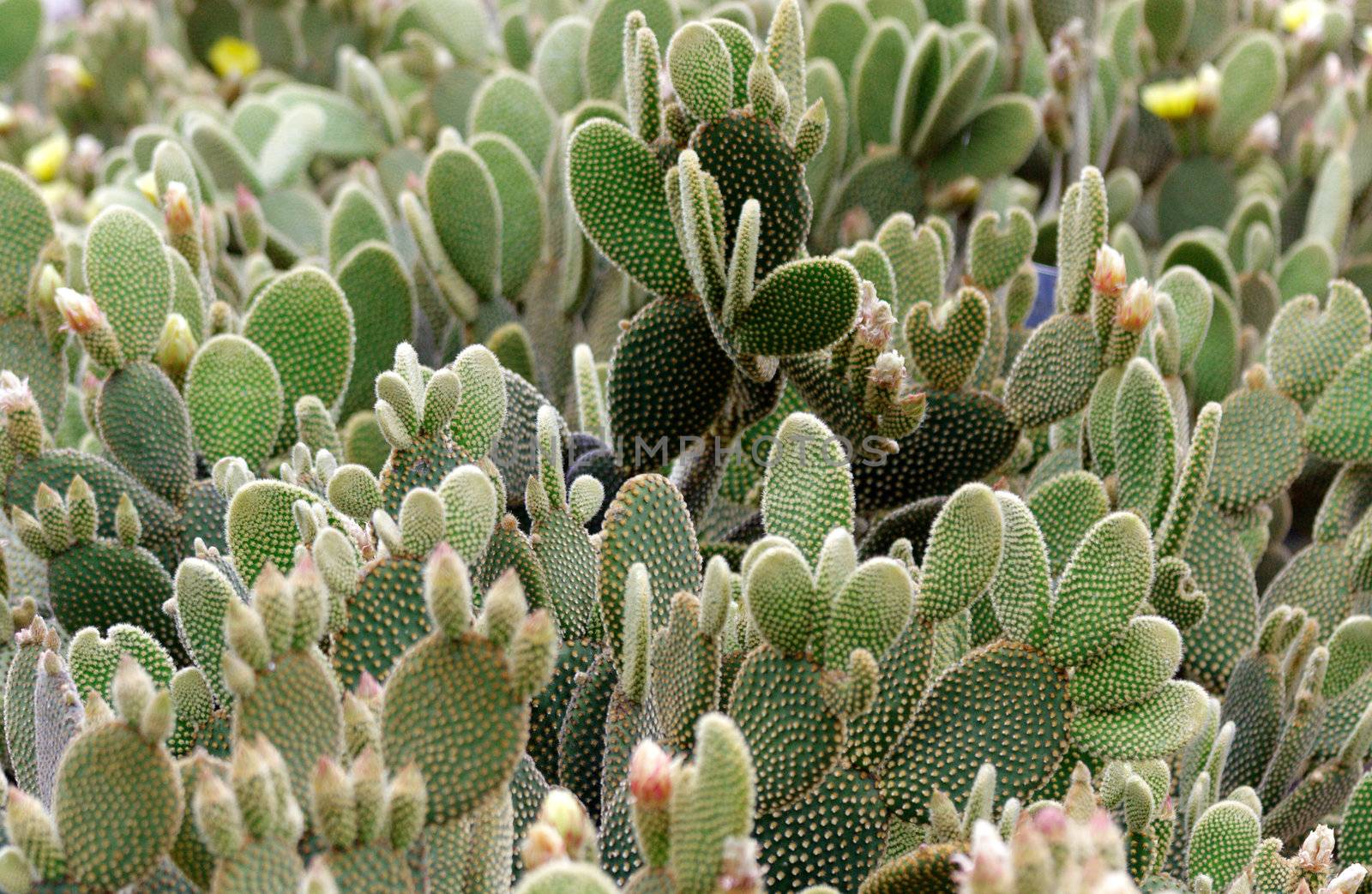 View of a cactus by Roka