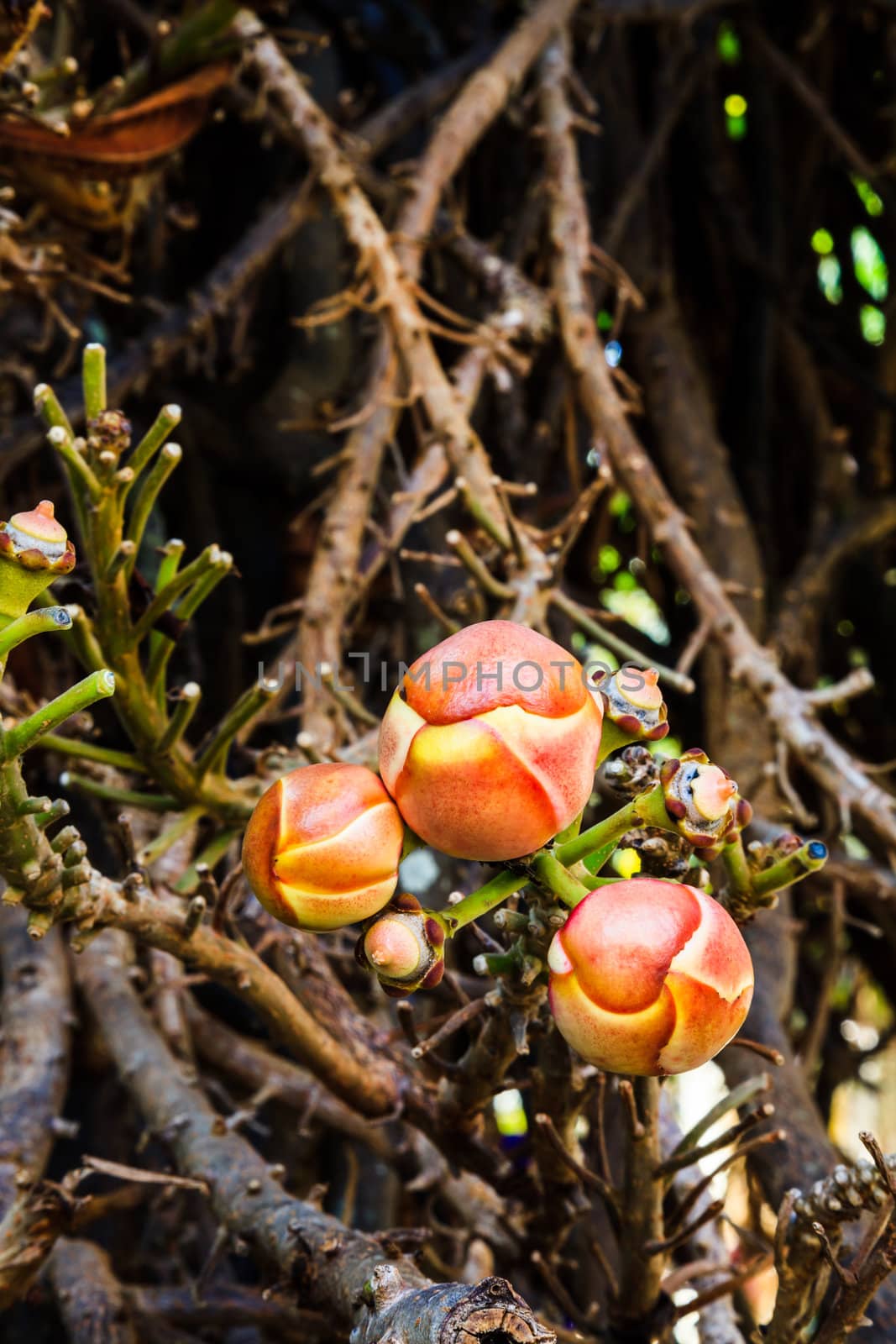 Young cannonball tree flowers