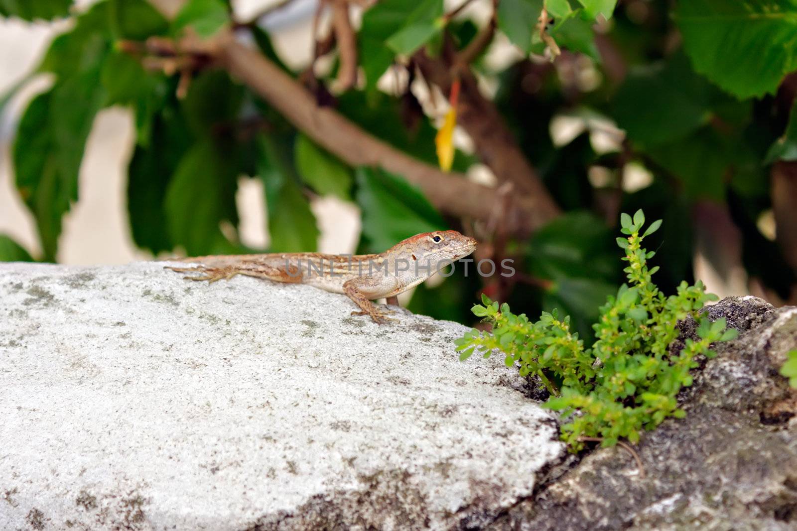 Lizard on a rock in the park