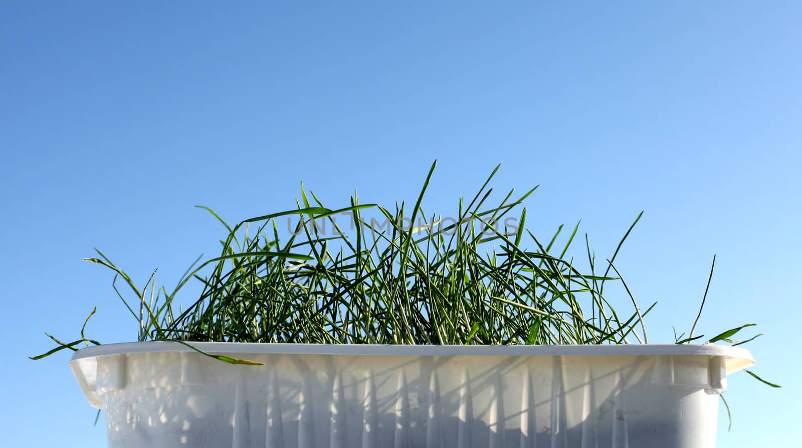 fresh green grass on the blue sky background