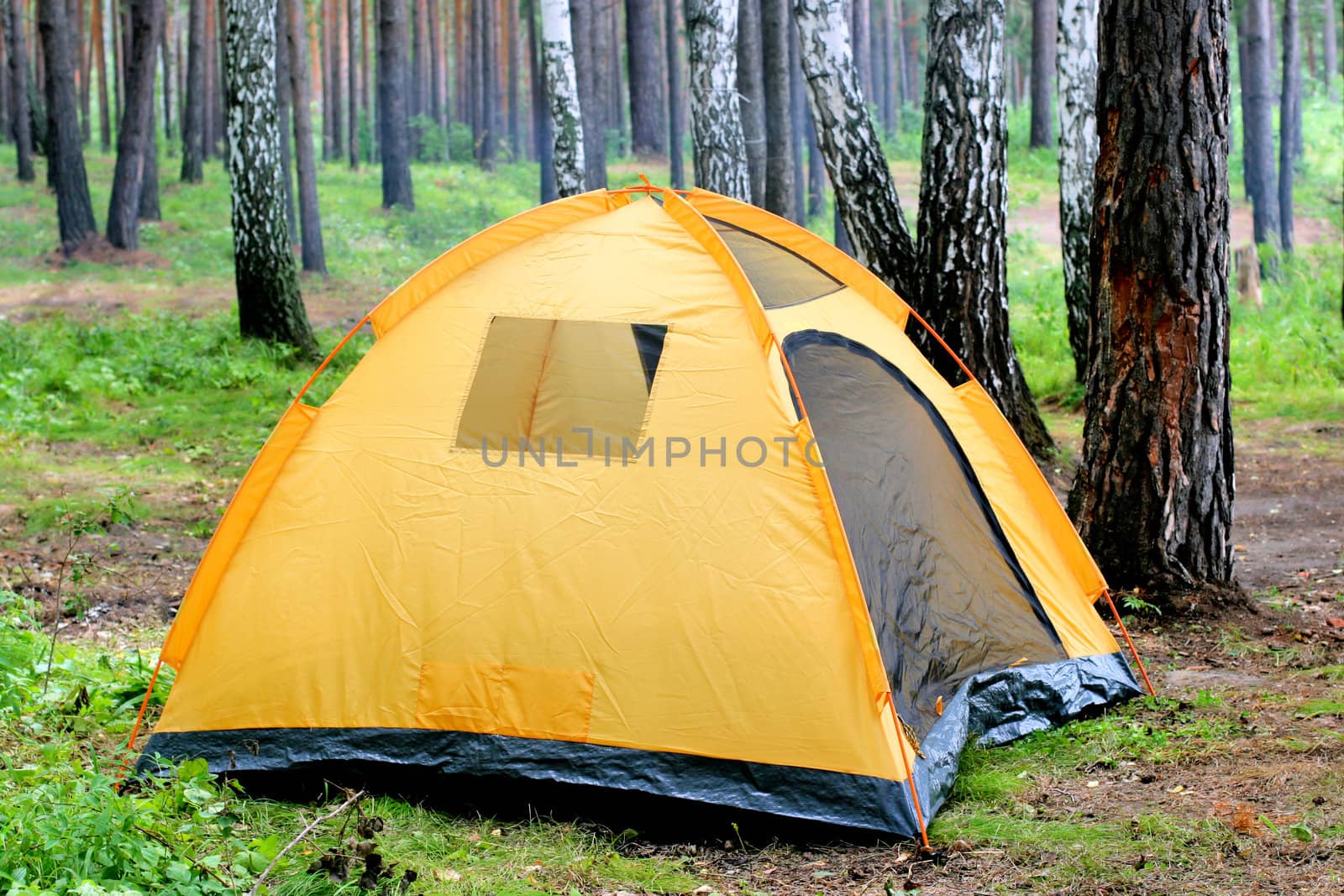 tent in the forest in the summer day