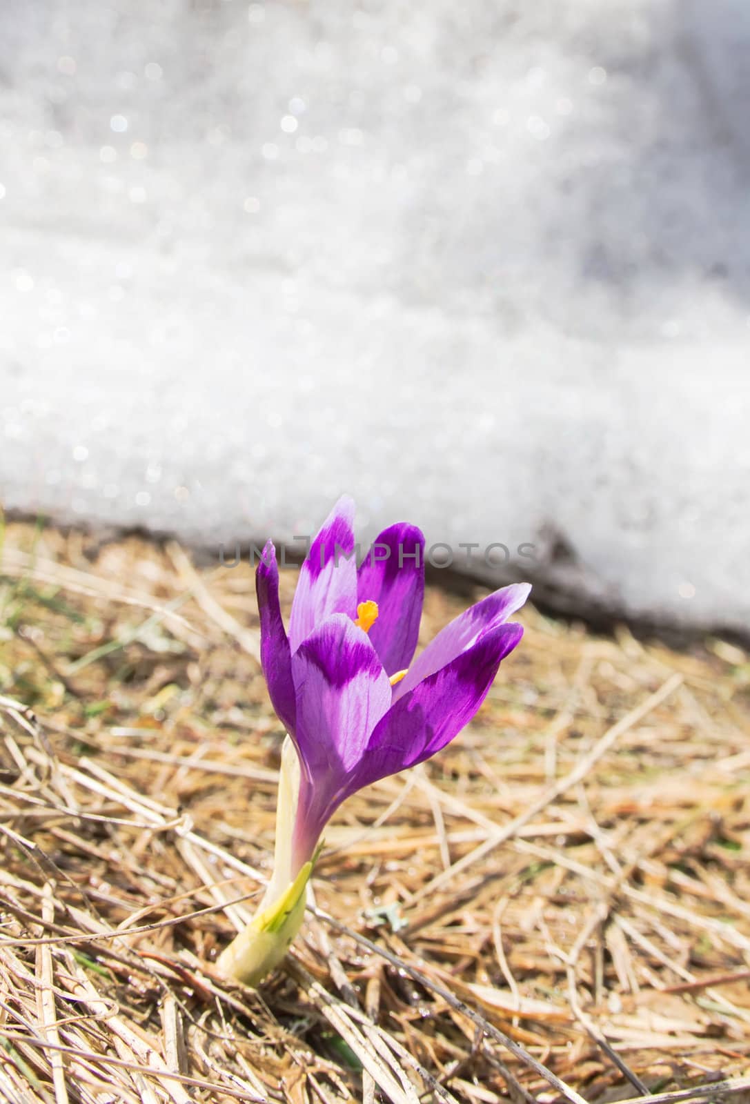 Spring in mountines - crocus and snow