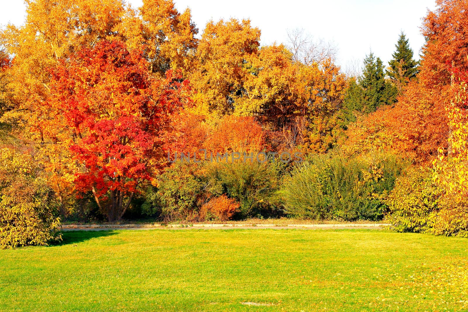 autumn landscape of the city park with different trees and bushes