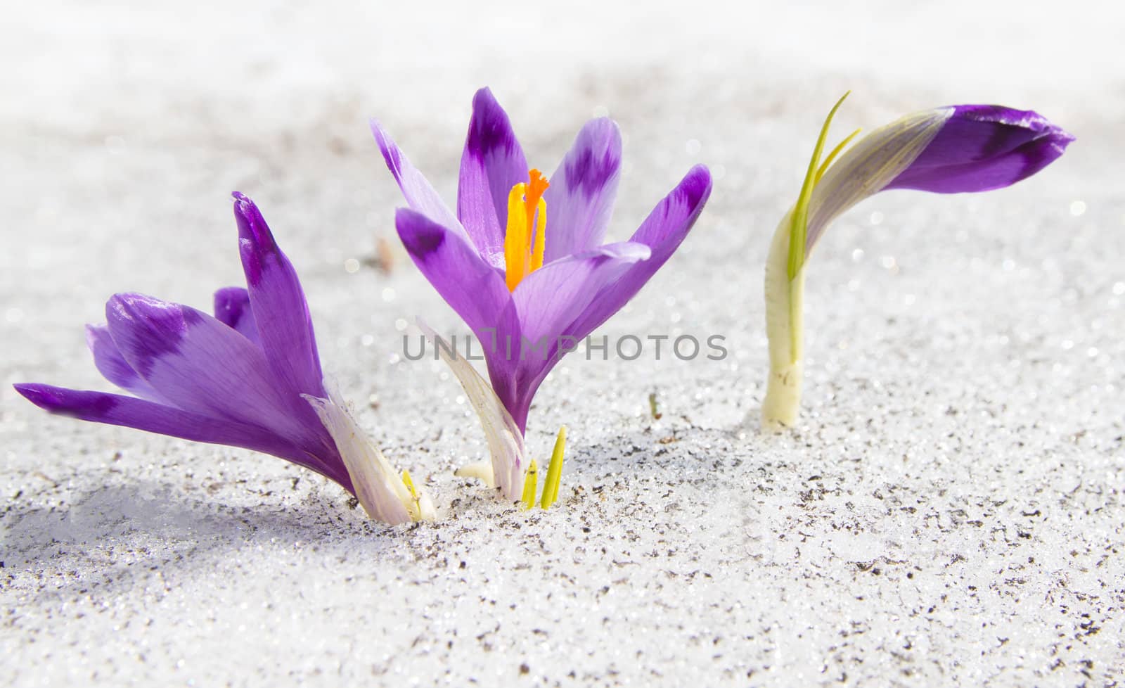 First spring crocuses growing through the snow
