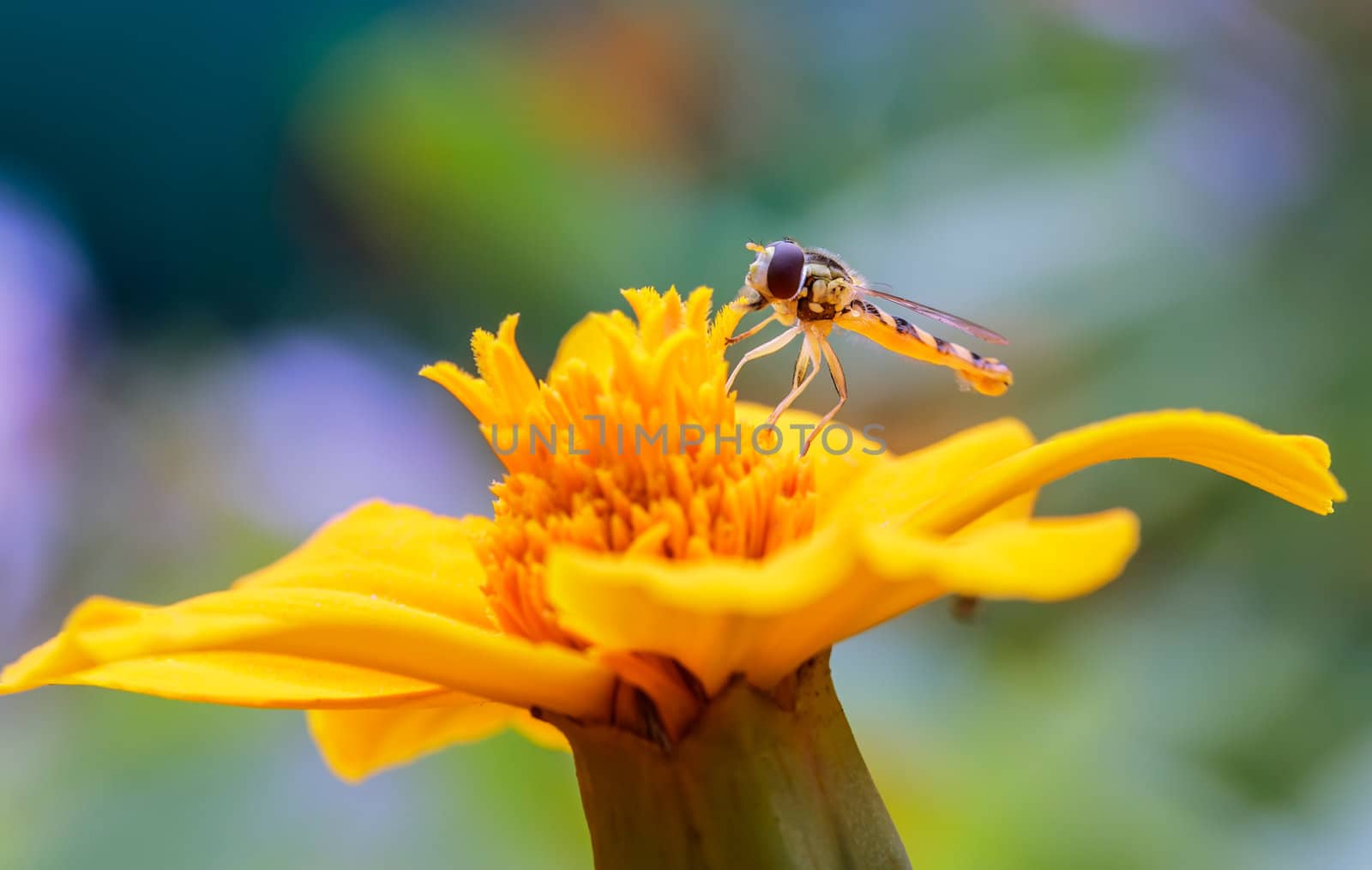 Asilidae on a flower 