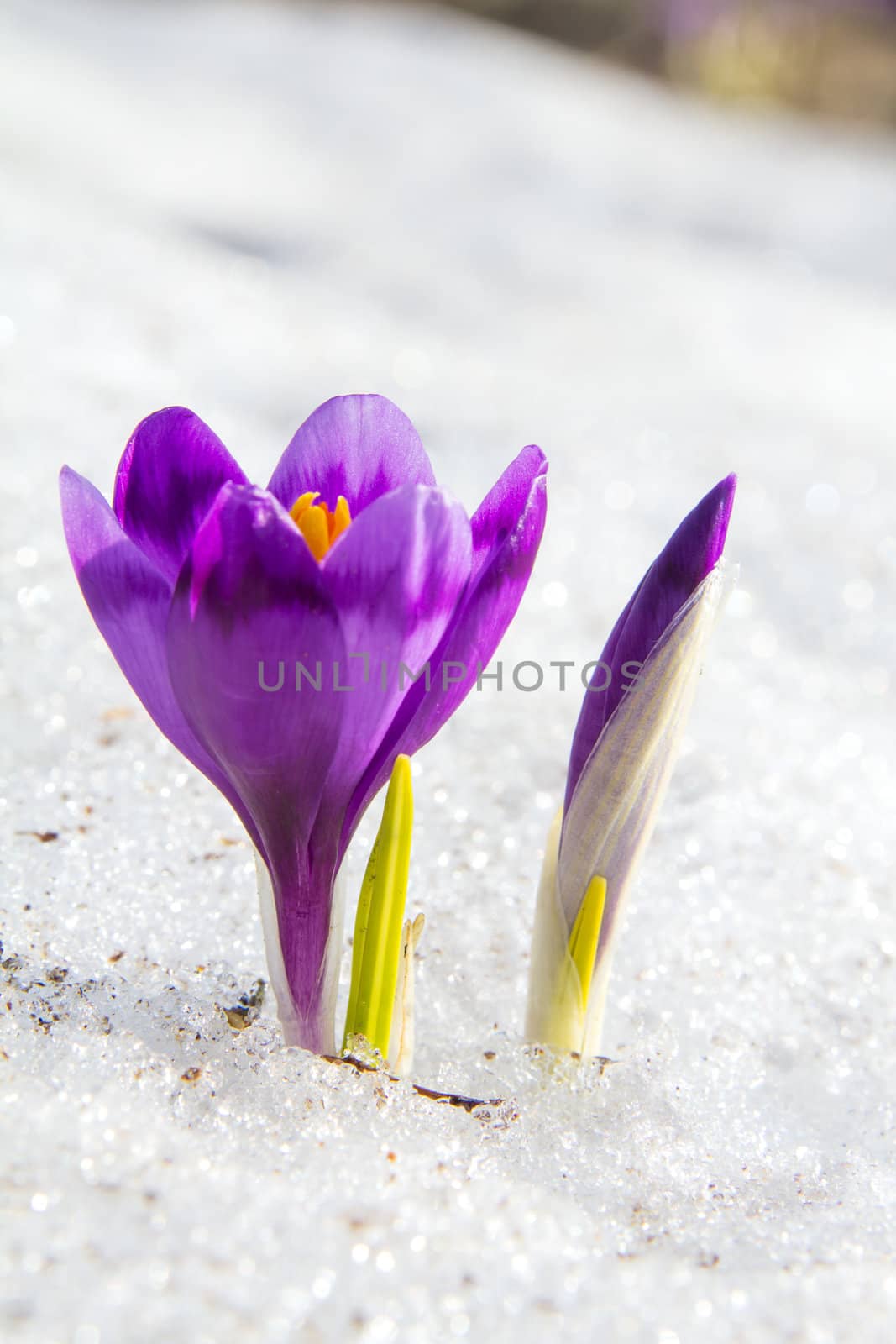 Blossom crocus and bud in the snow