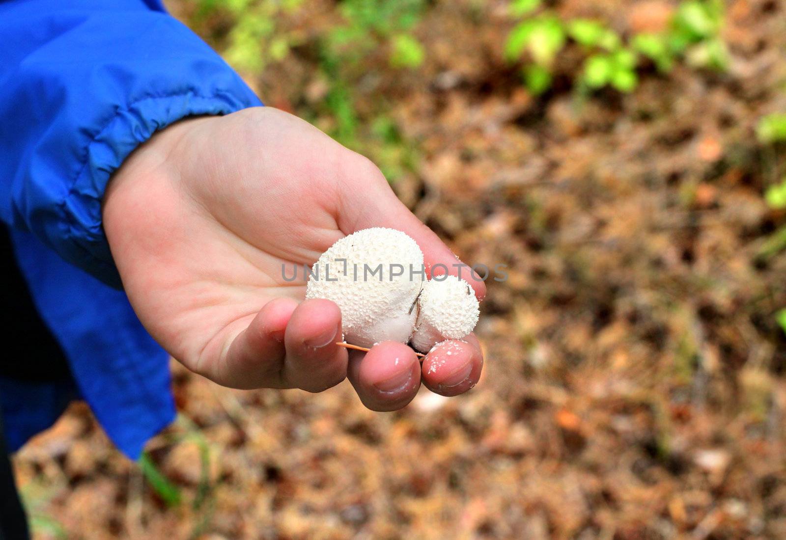 Mushroom in the hand closeup on the nature background