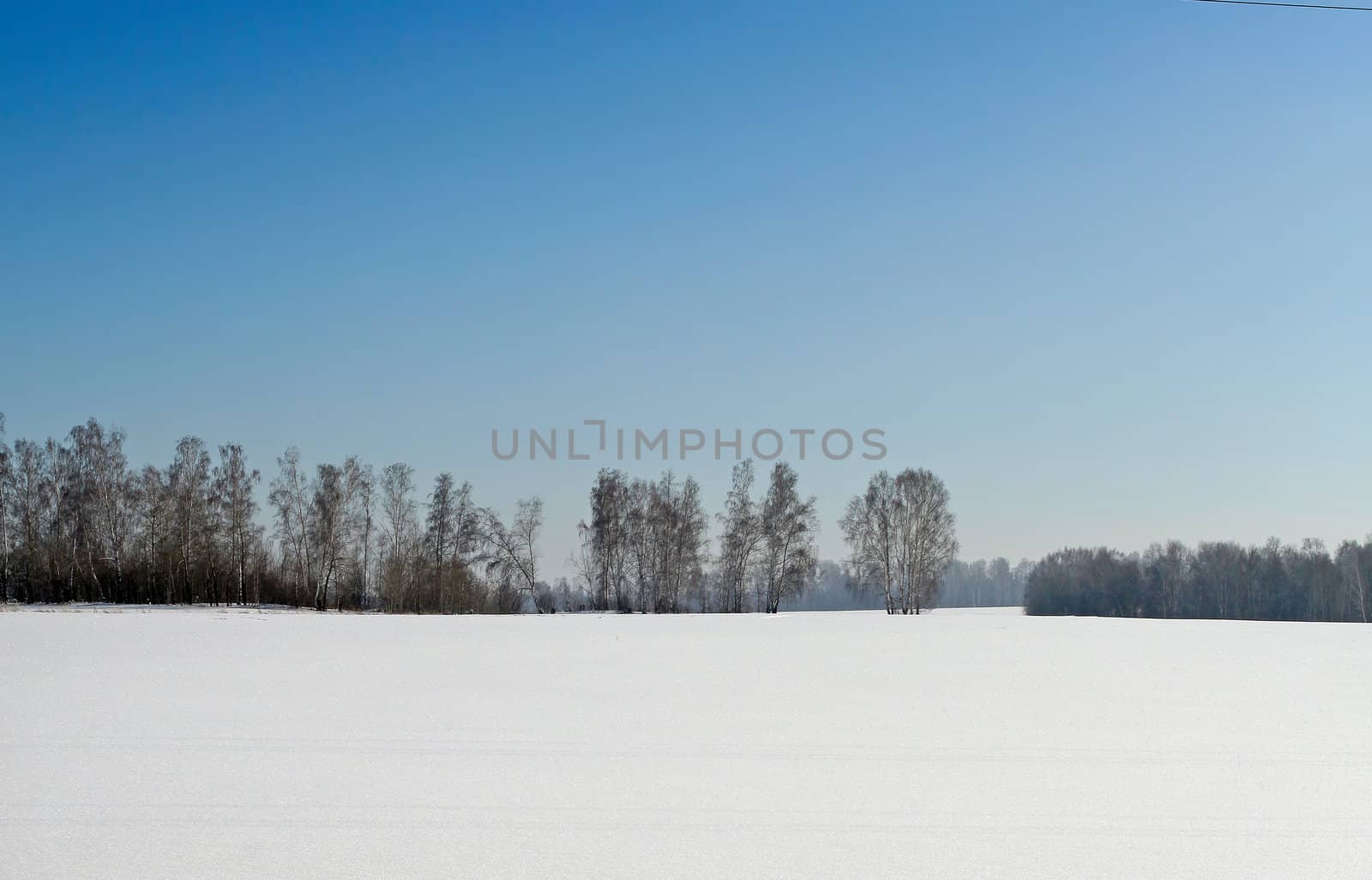 Winter Landscape in the sunny day of Forest and Blue Sky