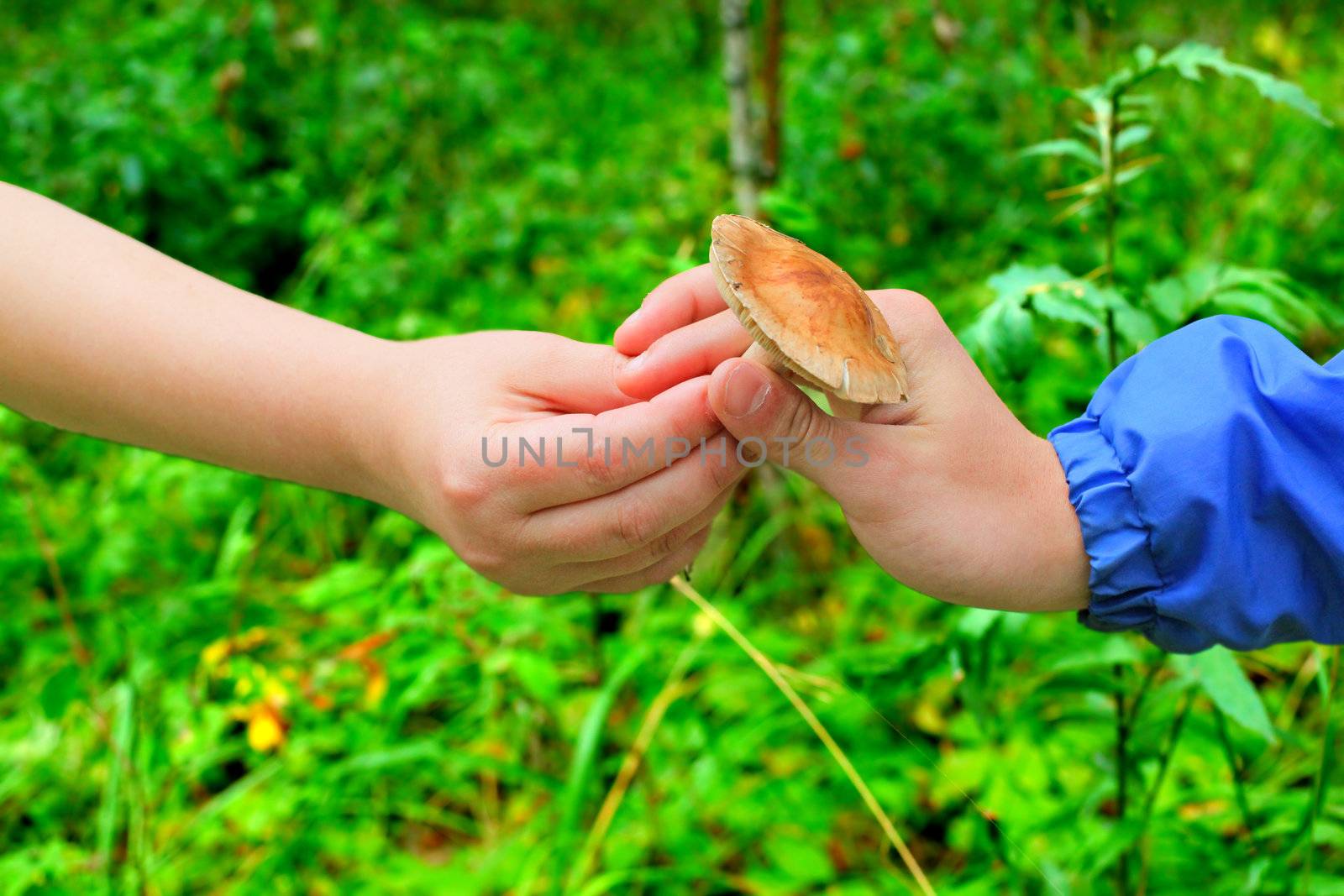 Mushroom in the hand closeup on the nature background