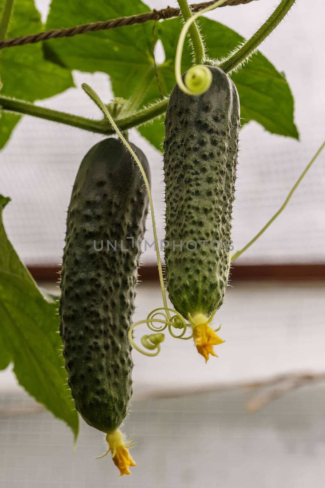 2 Green cucumbers by Roka