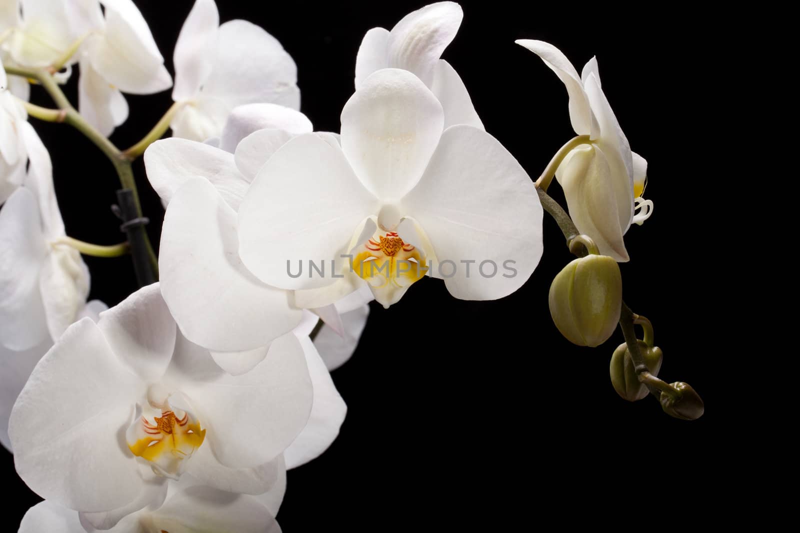 White orchid isolated on black