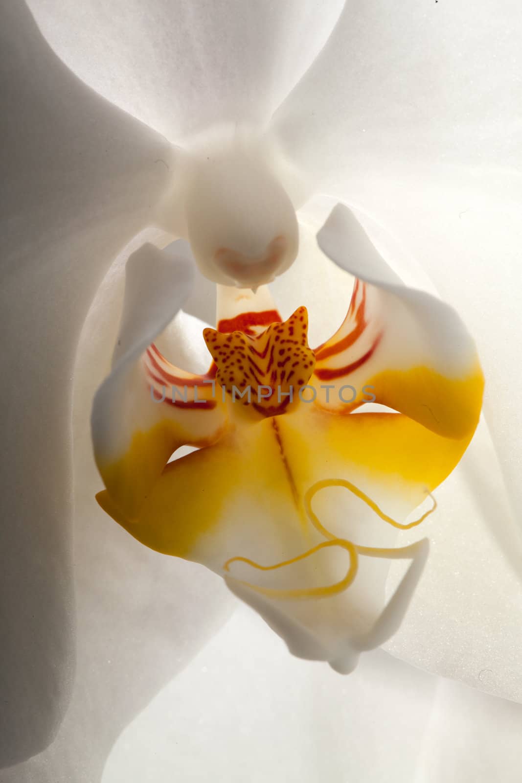 White orchid isolated on black