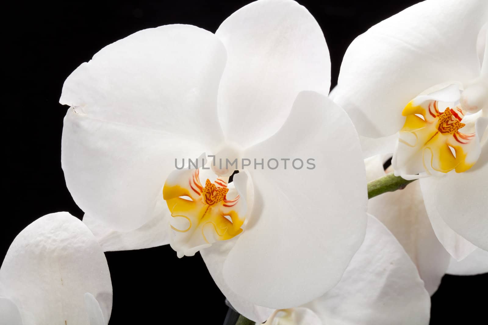 White orchid isolated on black