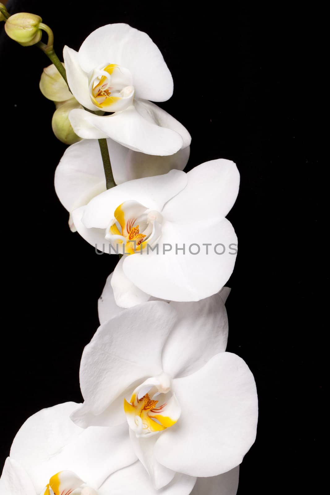 White orchid isolated on black