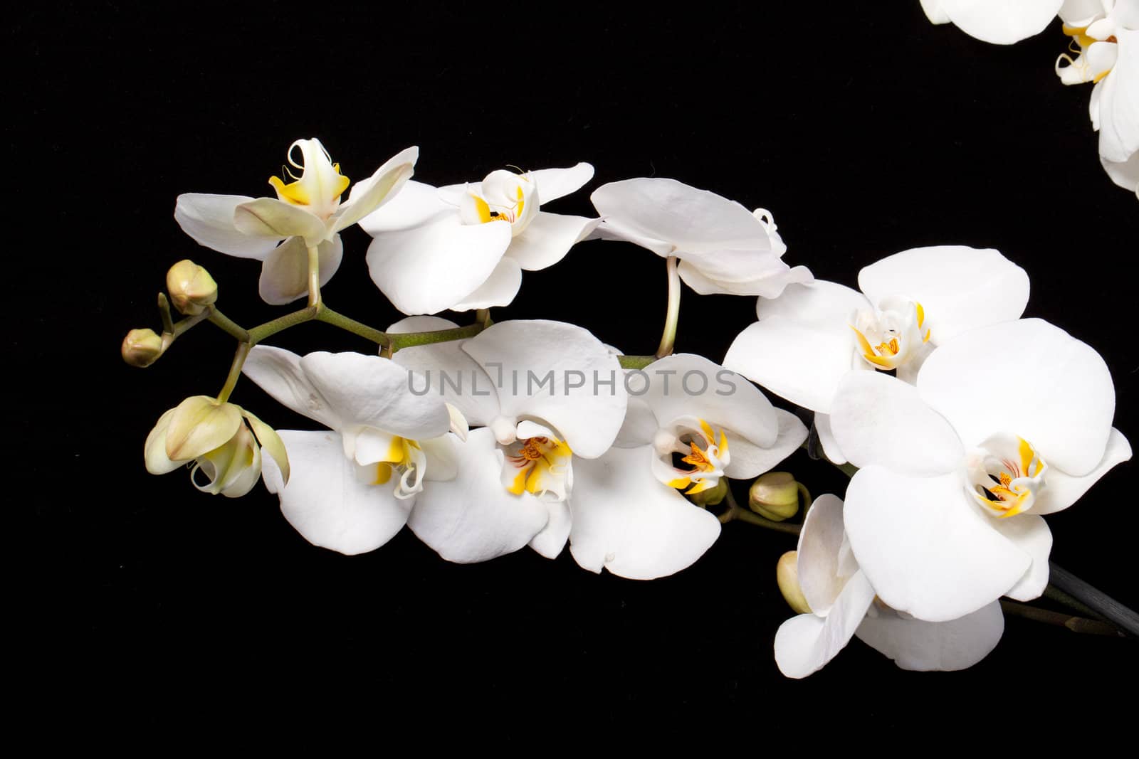 White orchid isolated on black