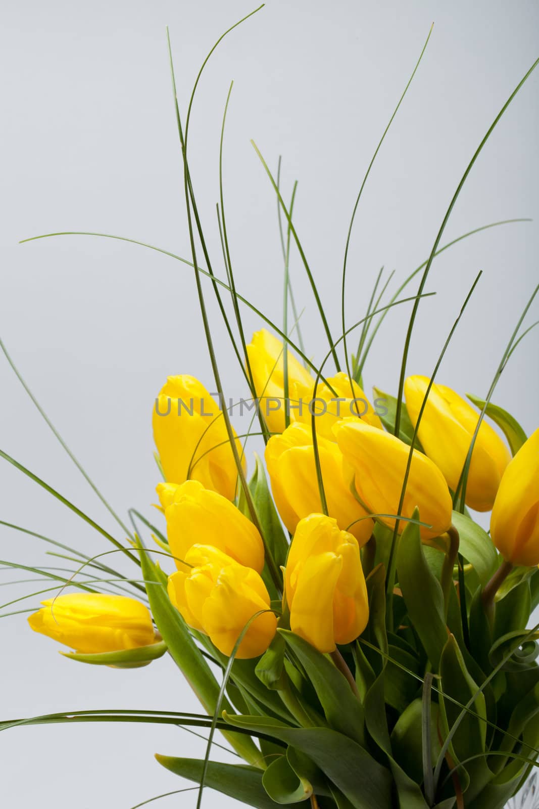 Yellow tulips isolated on white background 