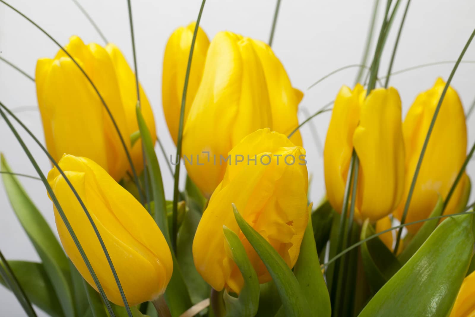 Yellow tulips isolated on white background 