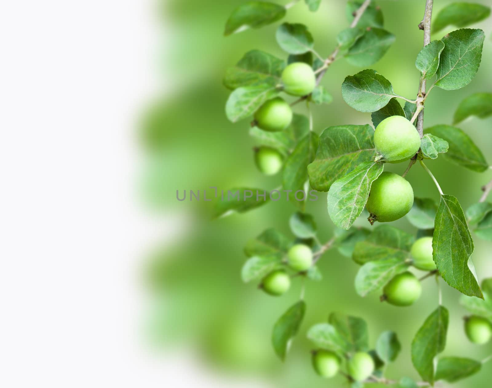 Close up of apples on a branch in a garden by sfinks