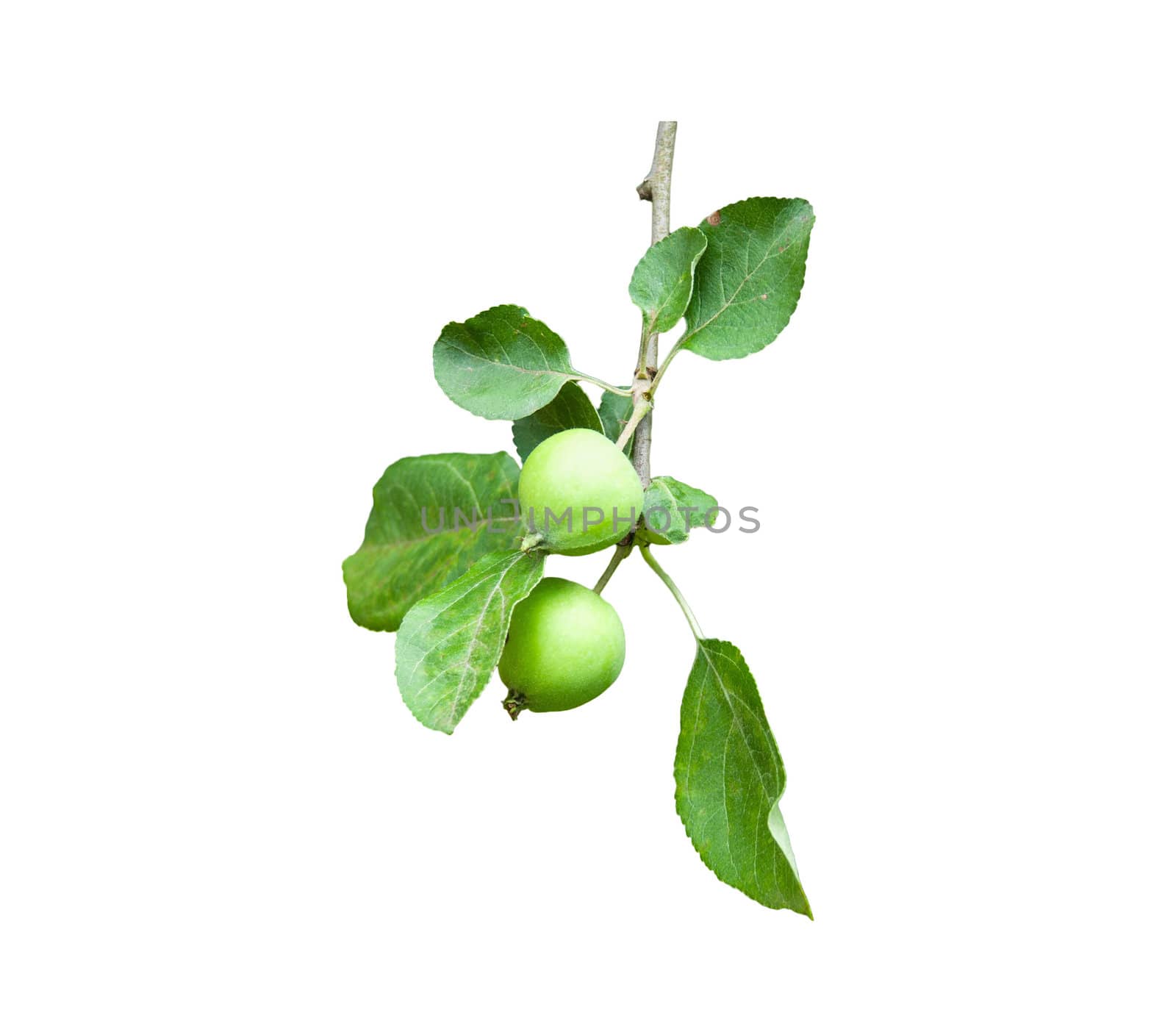 Branch apple tree with two apples isolated on white
