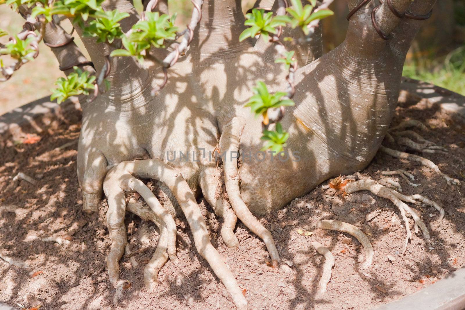 Root of bonsai tree. 