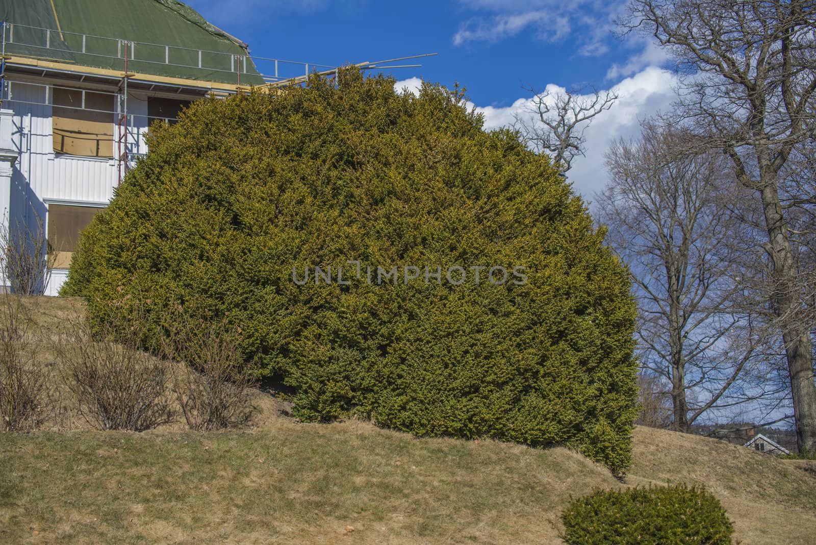 great green bush on the red mansion by steirus