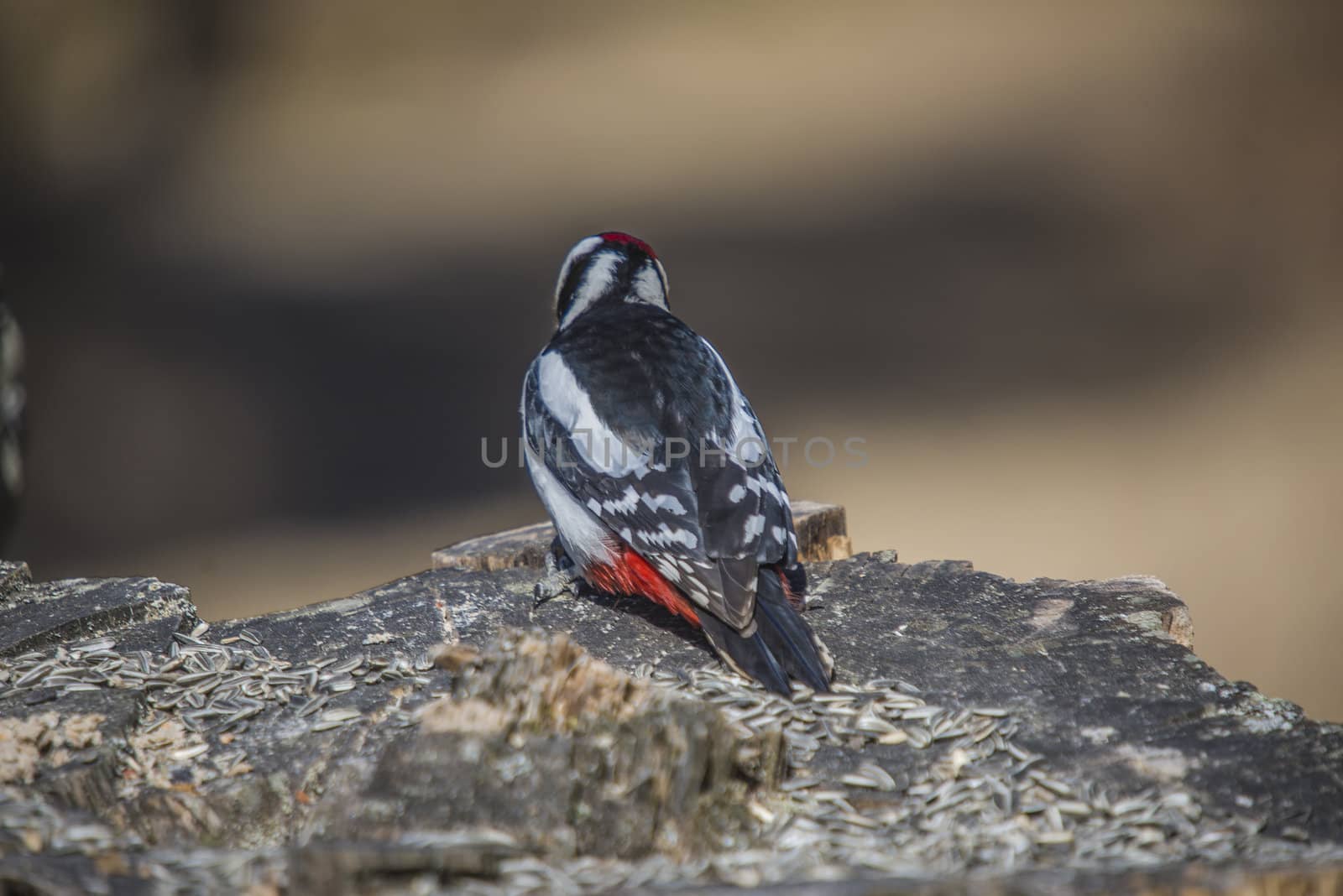 At Fredriksten fortress in Halden, Norway is it a rich bird life. The photo was shot one day in April 2013.