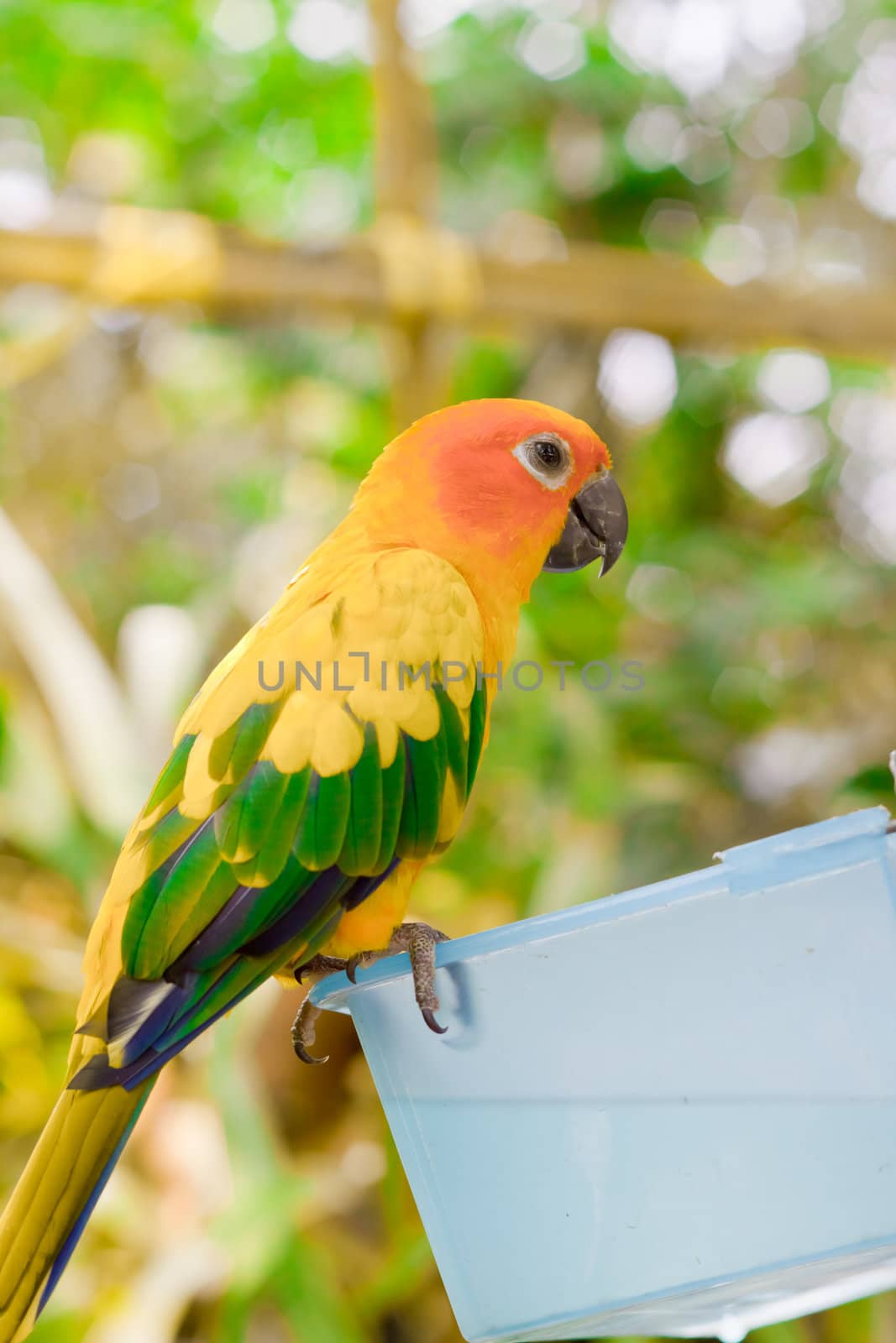 Blue-and-yellow Macaw  by nikky1972