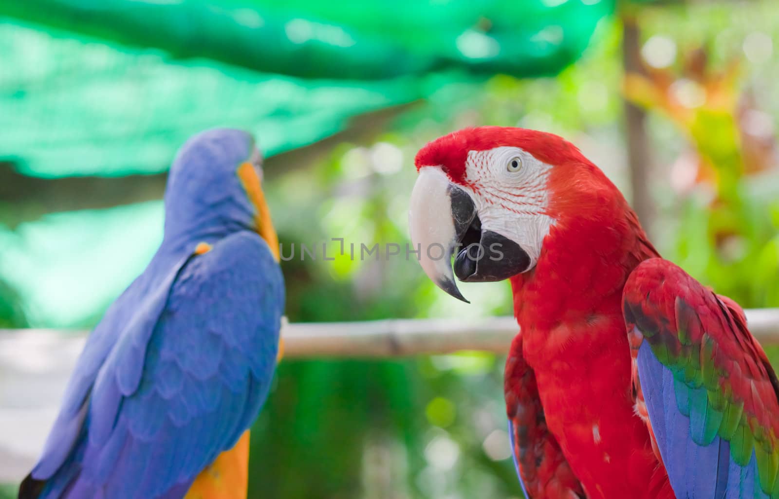 Blue-and-yellow Macaw 
