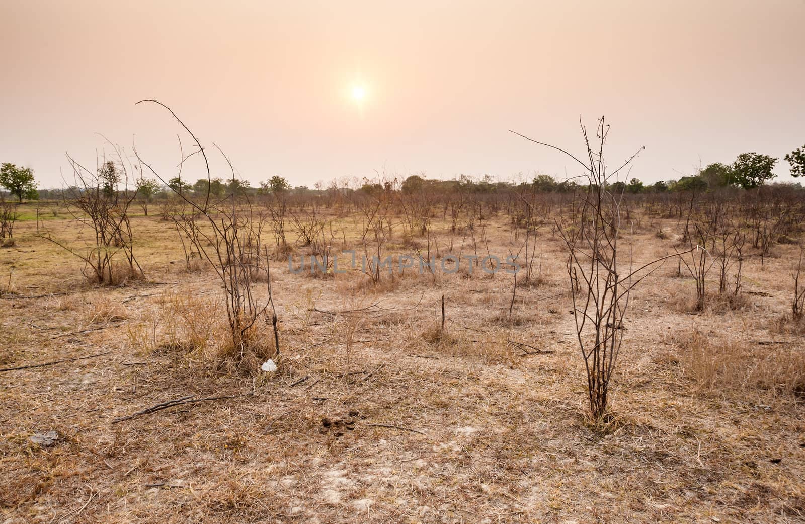 tree in field dry season in thailand sunset time