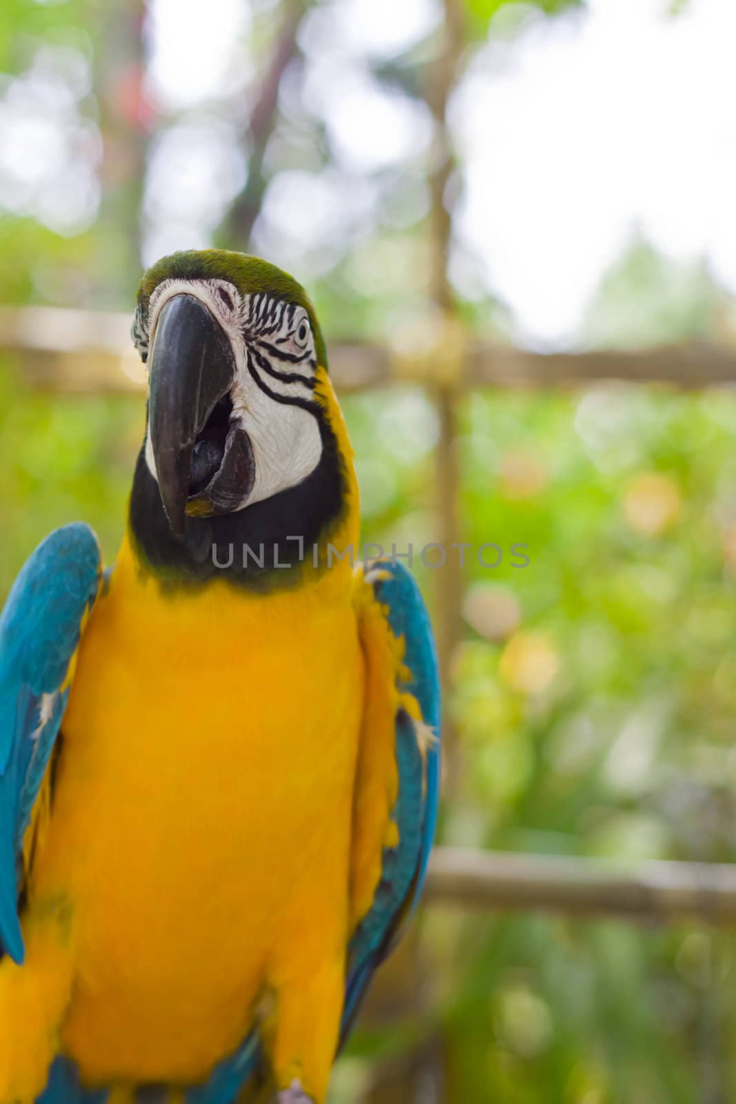 Blue-and-yellow Macaw  by nikky1972