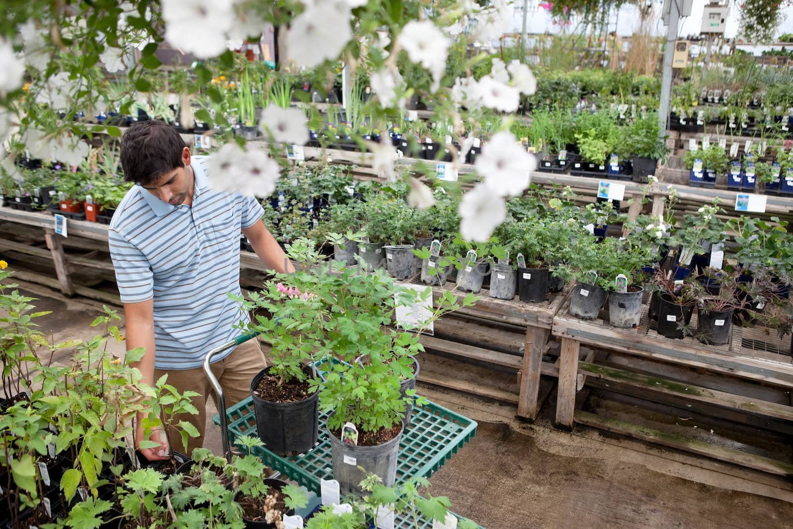 Man Shopping for Plants in Garden Center by leaf