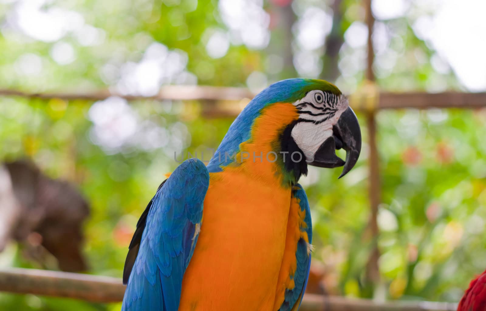 Blue-and-yellow Macaw 