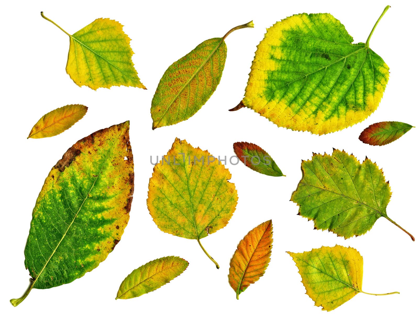 Set of green autumn leaves isolated in white background