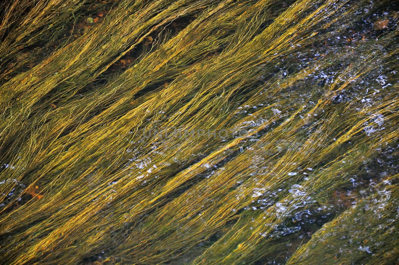 Green and yellow algae under watter, Ireland