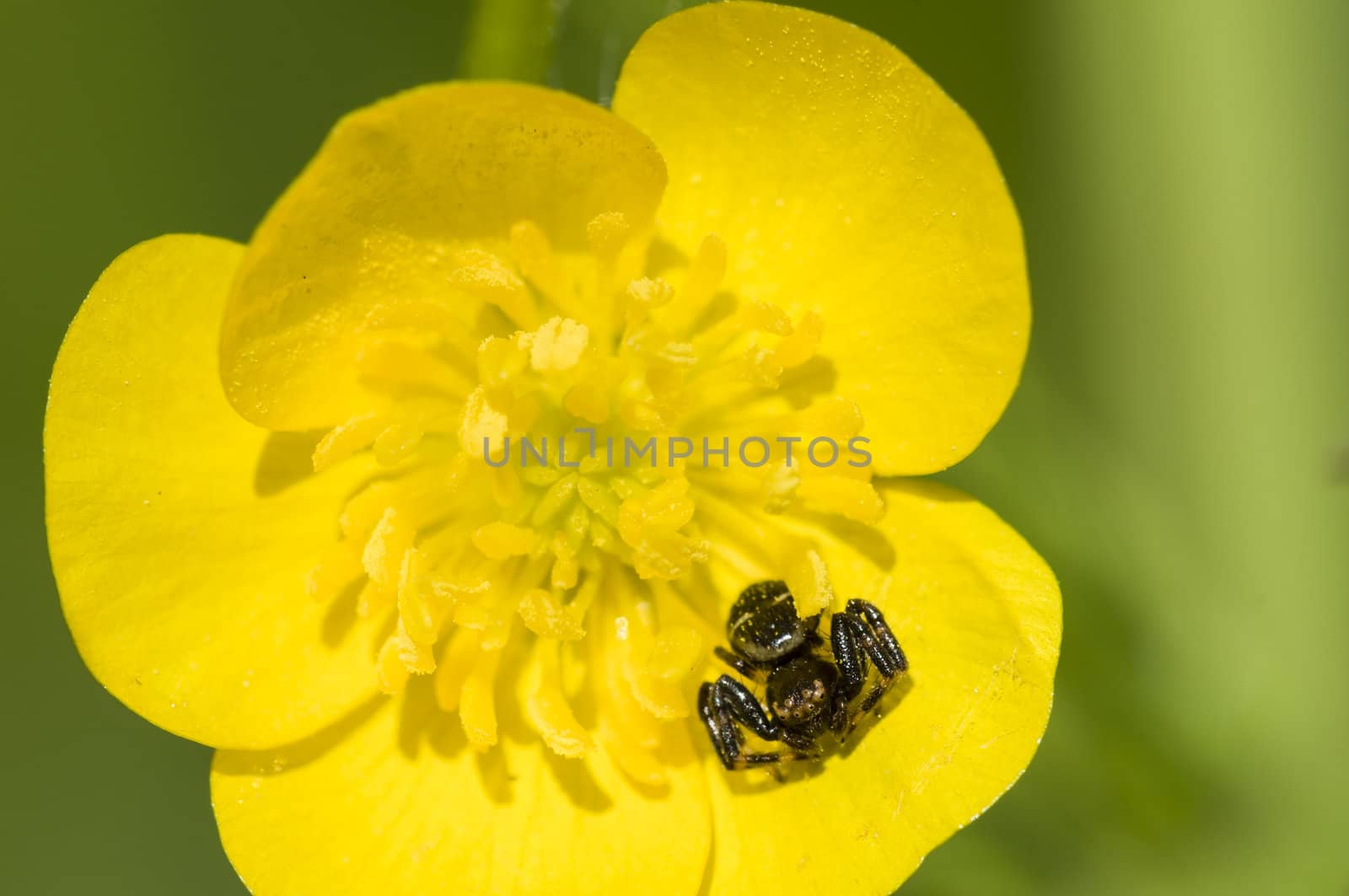 Black crab spider on yellow flower under the sun