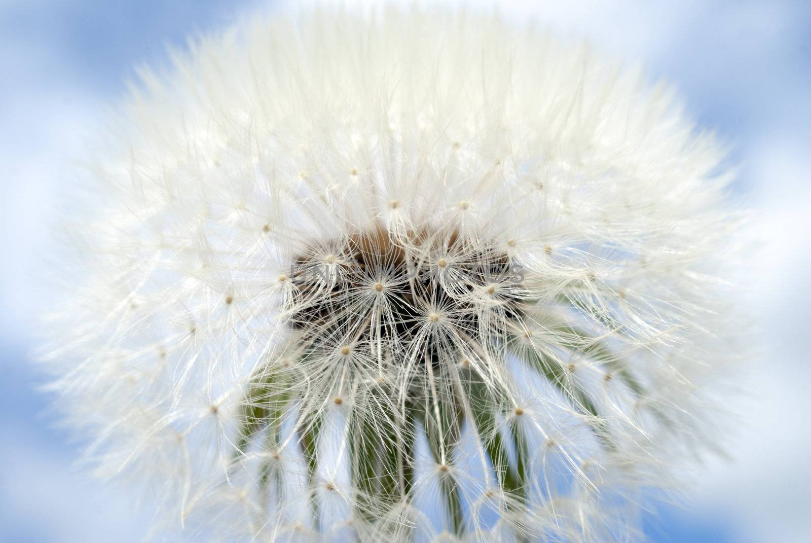 A Dandelion against a blue background